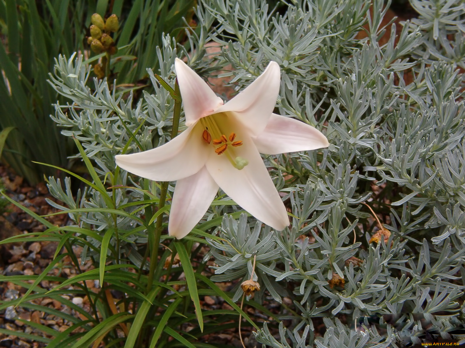 цветы, лилии, лилейники