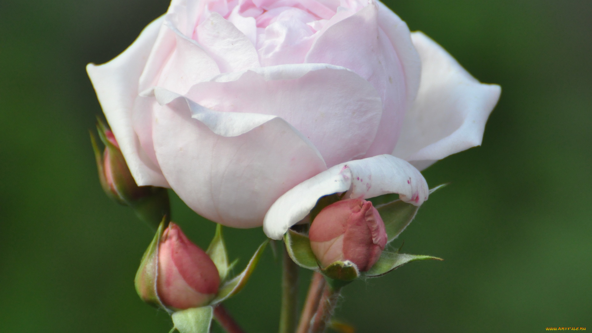 цветы, розы