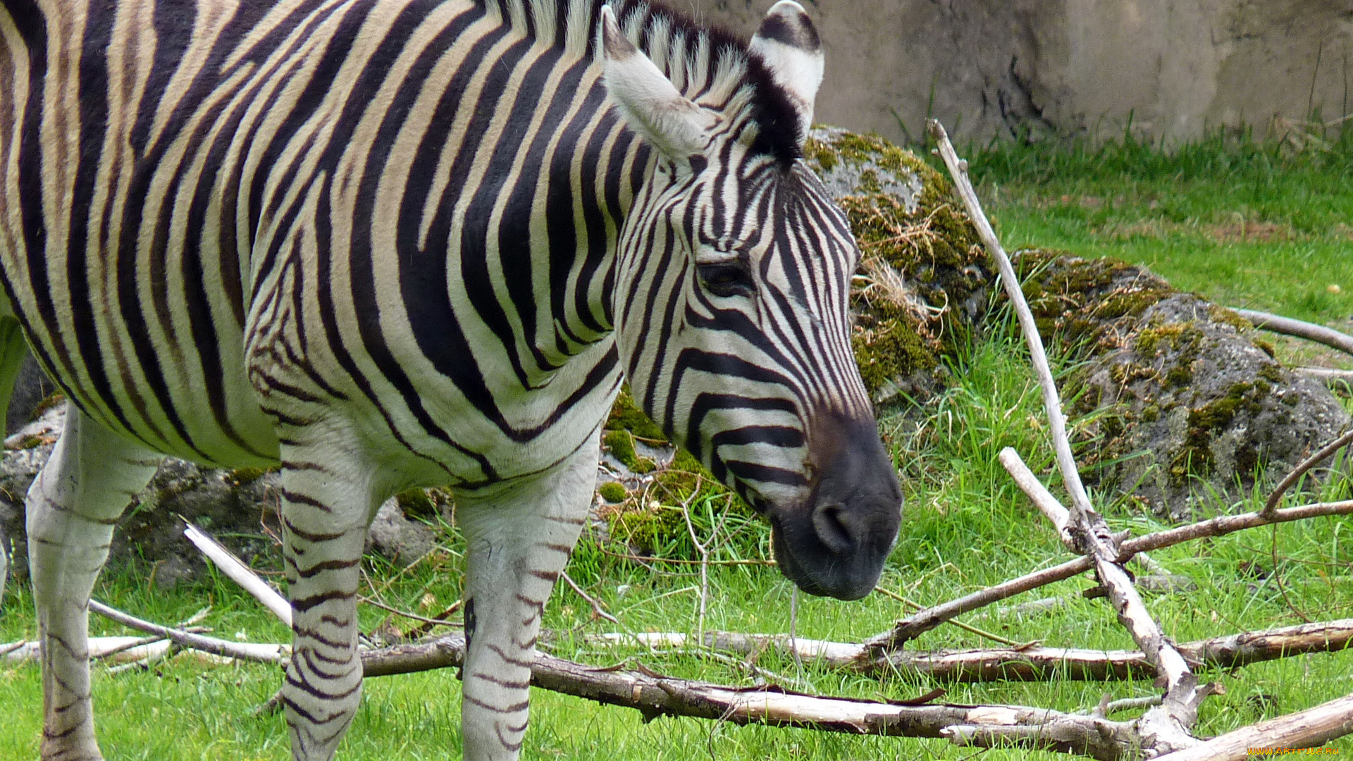 животные, зебры