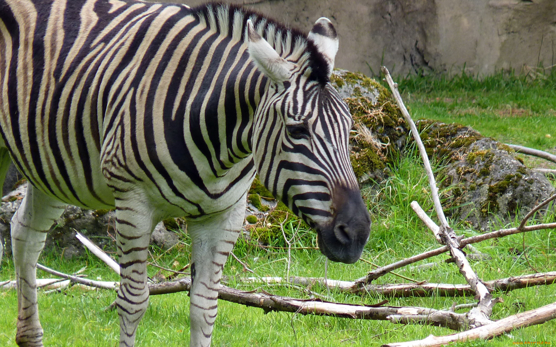 животные, зебры