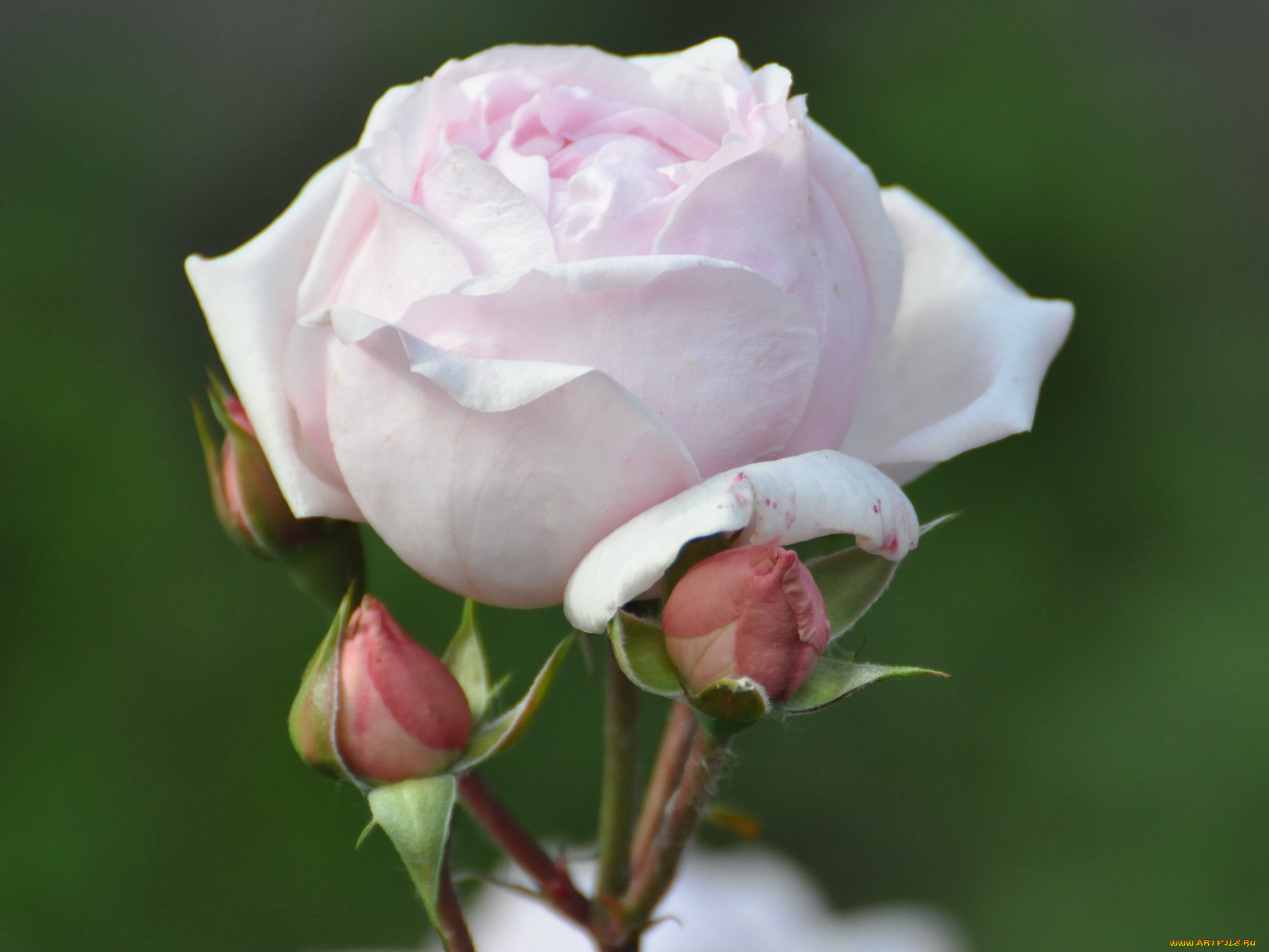 цветы, розы