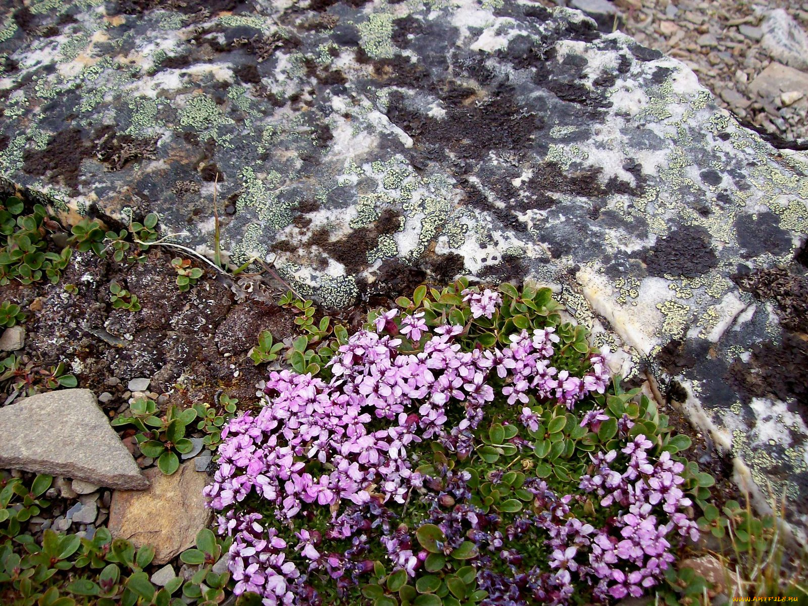 цветы, луговые, полевые, горный, цветок
