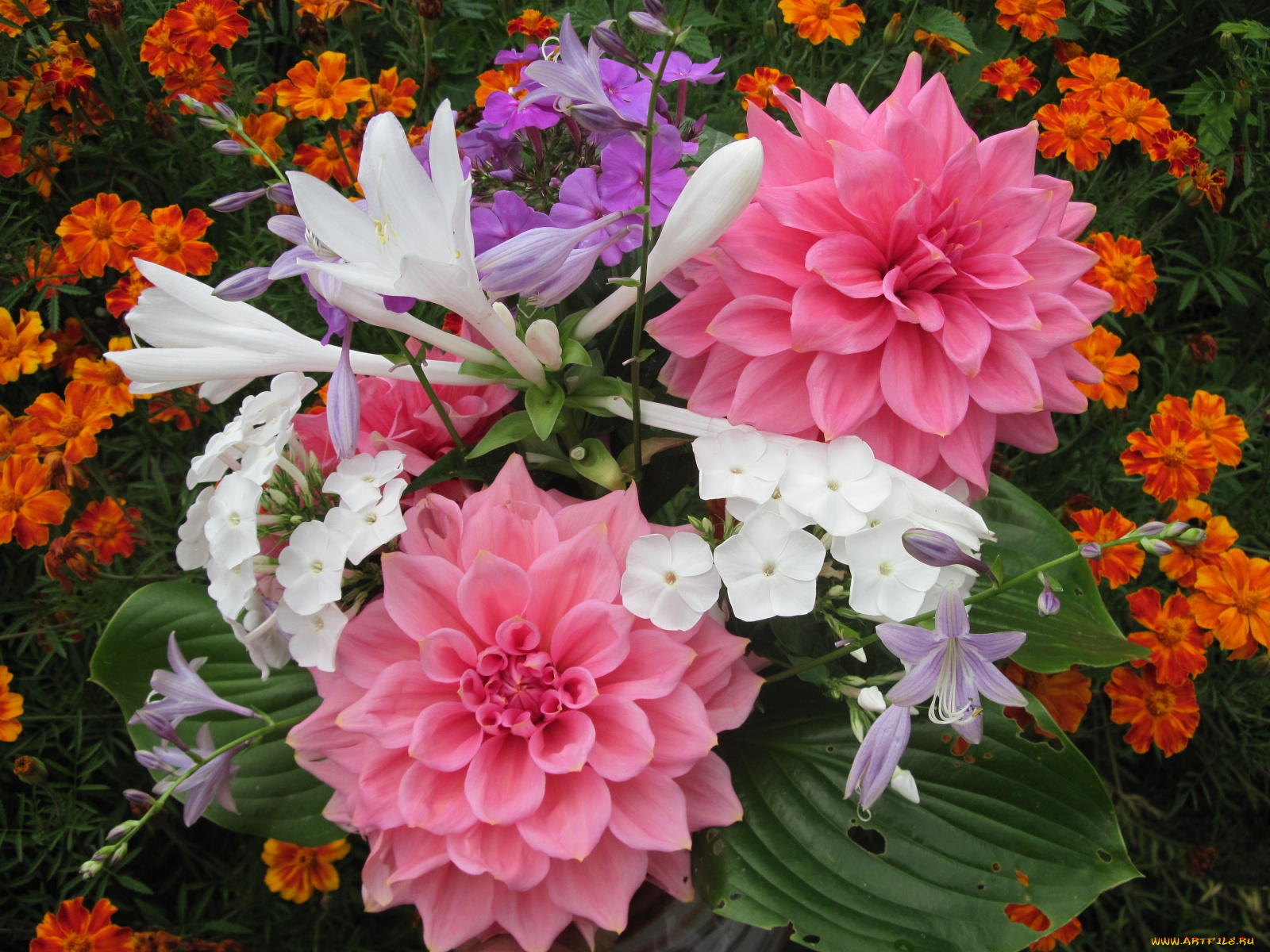 цветы, разные, вместе, флоксы, бархатцы, георгины