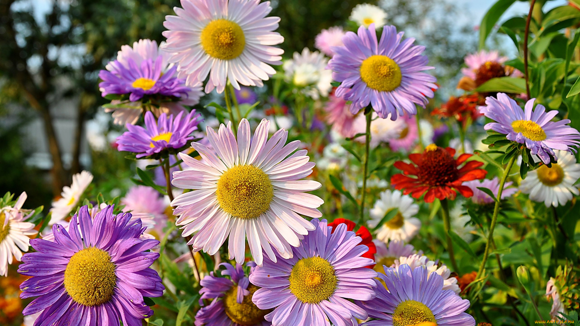 цветы, астры, розовые, сиреневые