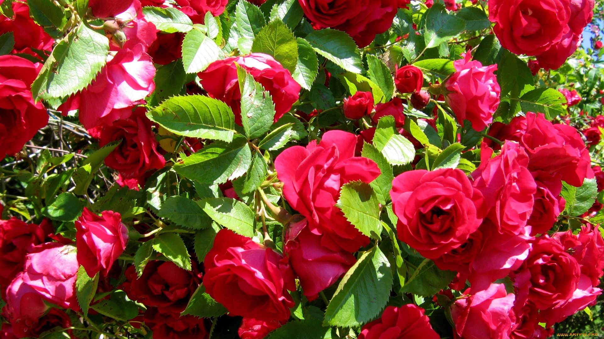 цветы, розы, яркий, много, красный