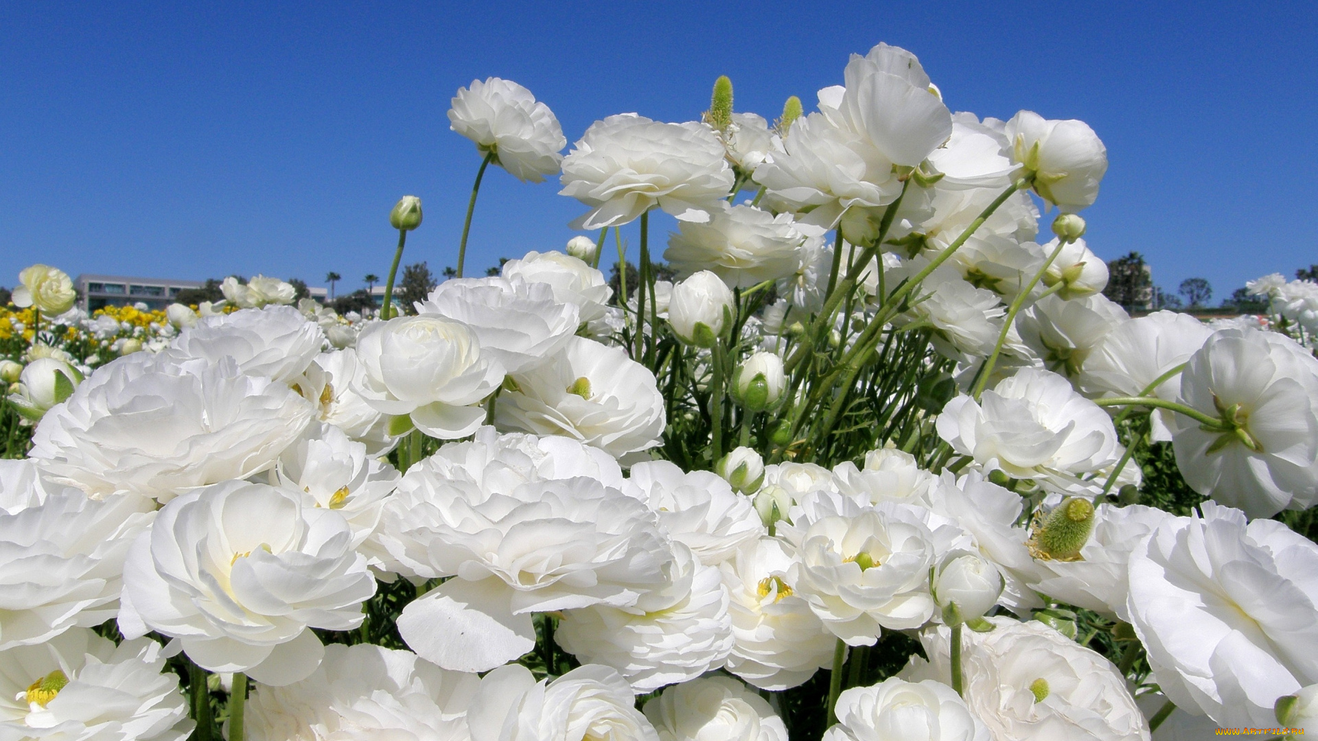 ранункулюс, цветы, азиатский, лютик, белый, много