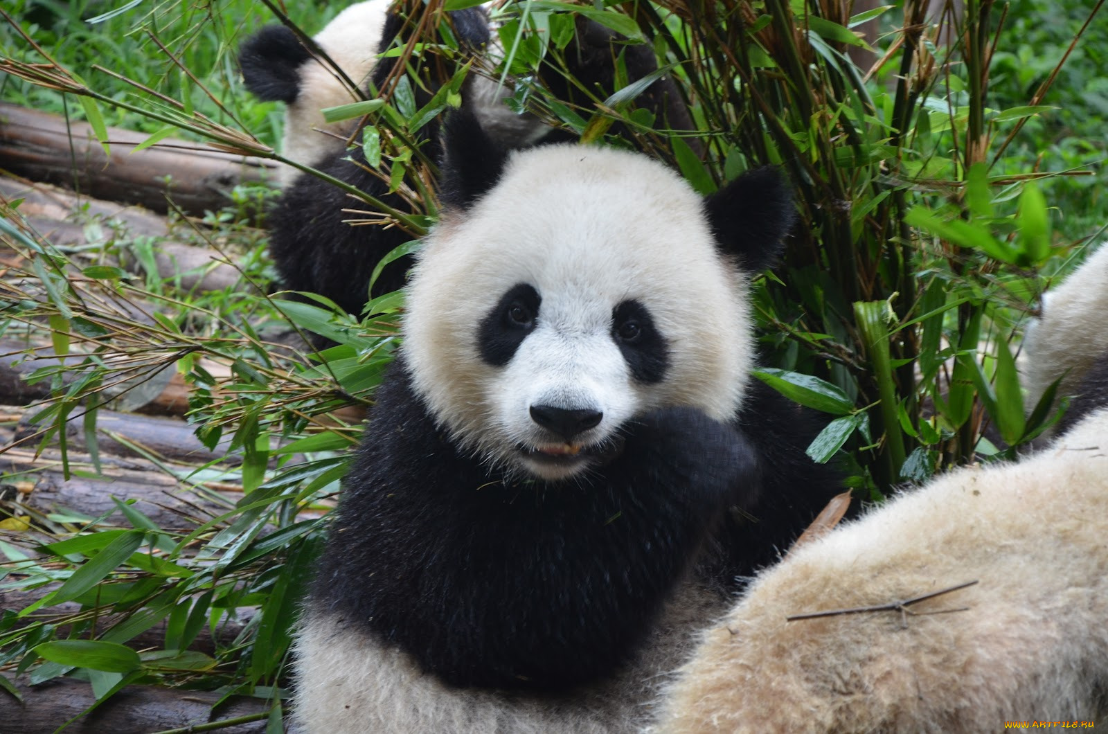животные, панды, панда