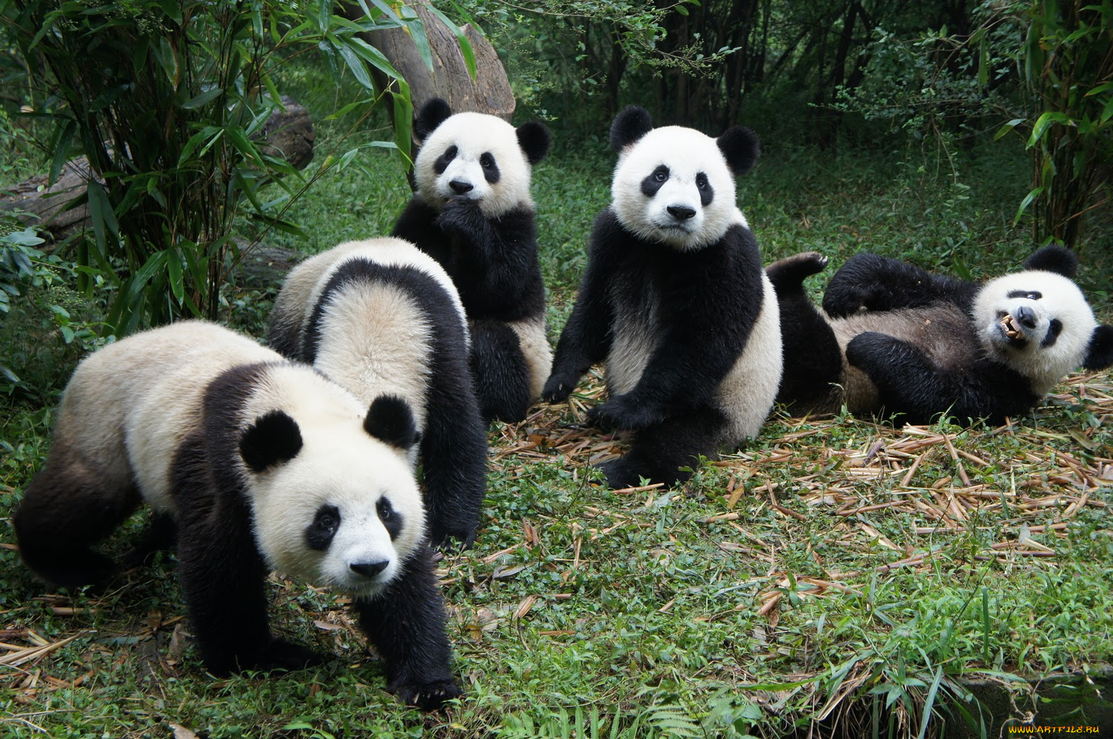животные, панды