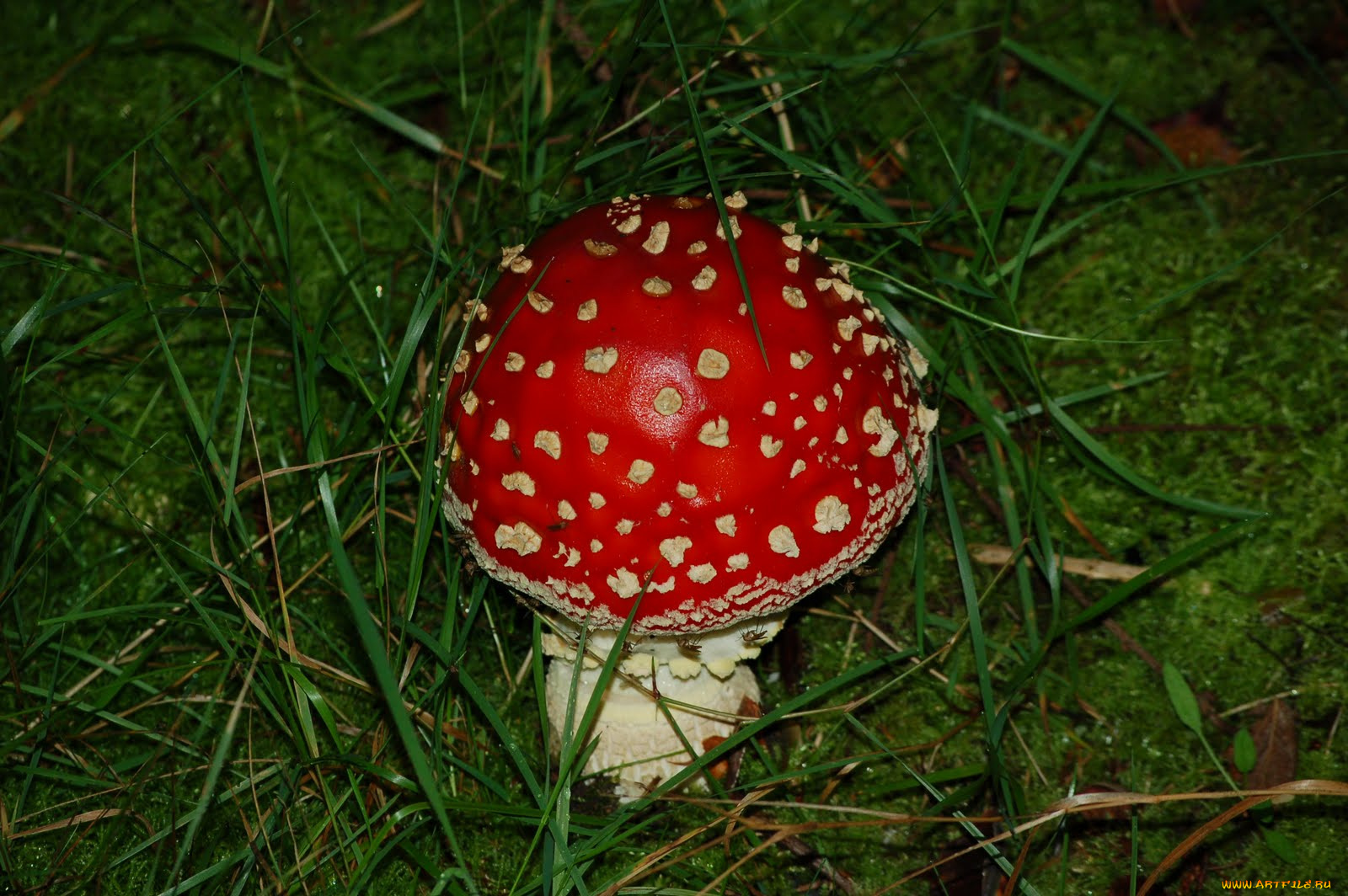 природа, грибы, мухомор, трава, лето