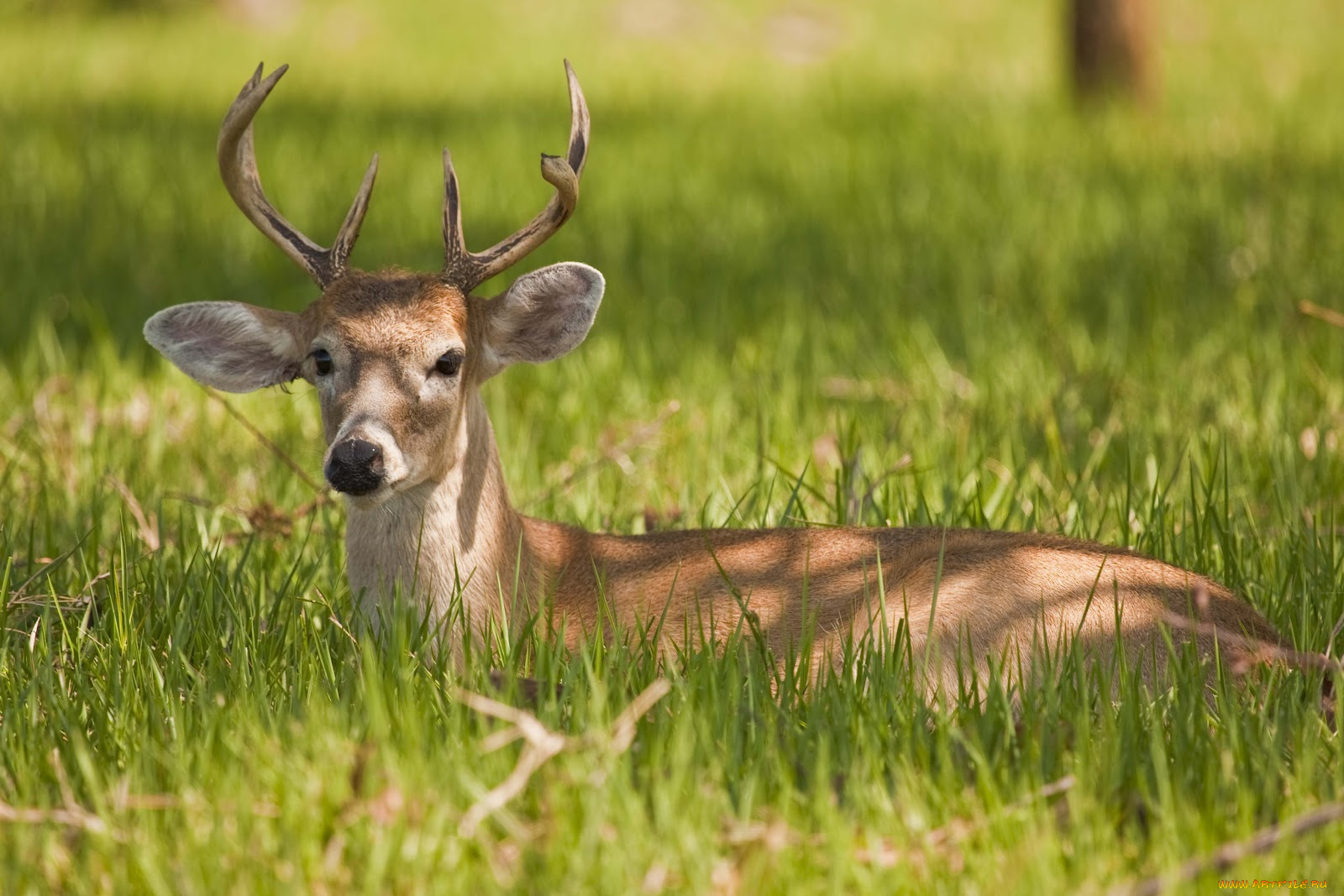 животные, олени, олень, трава, летп
