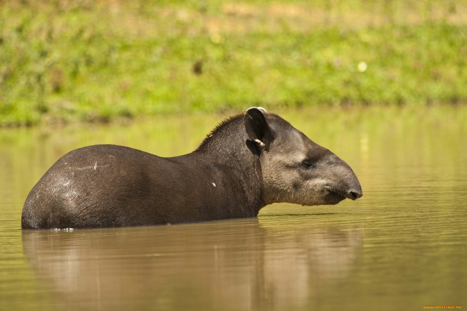 животные, тапиры