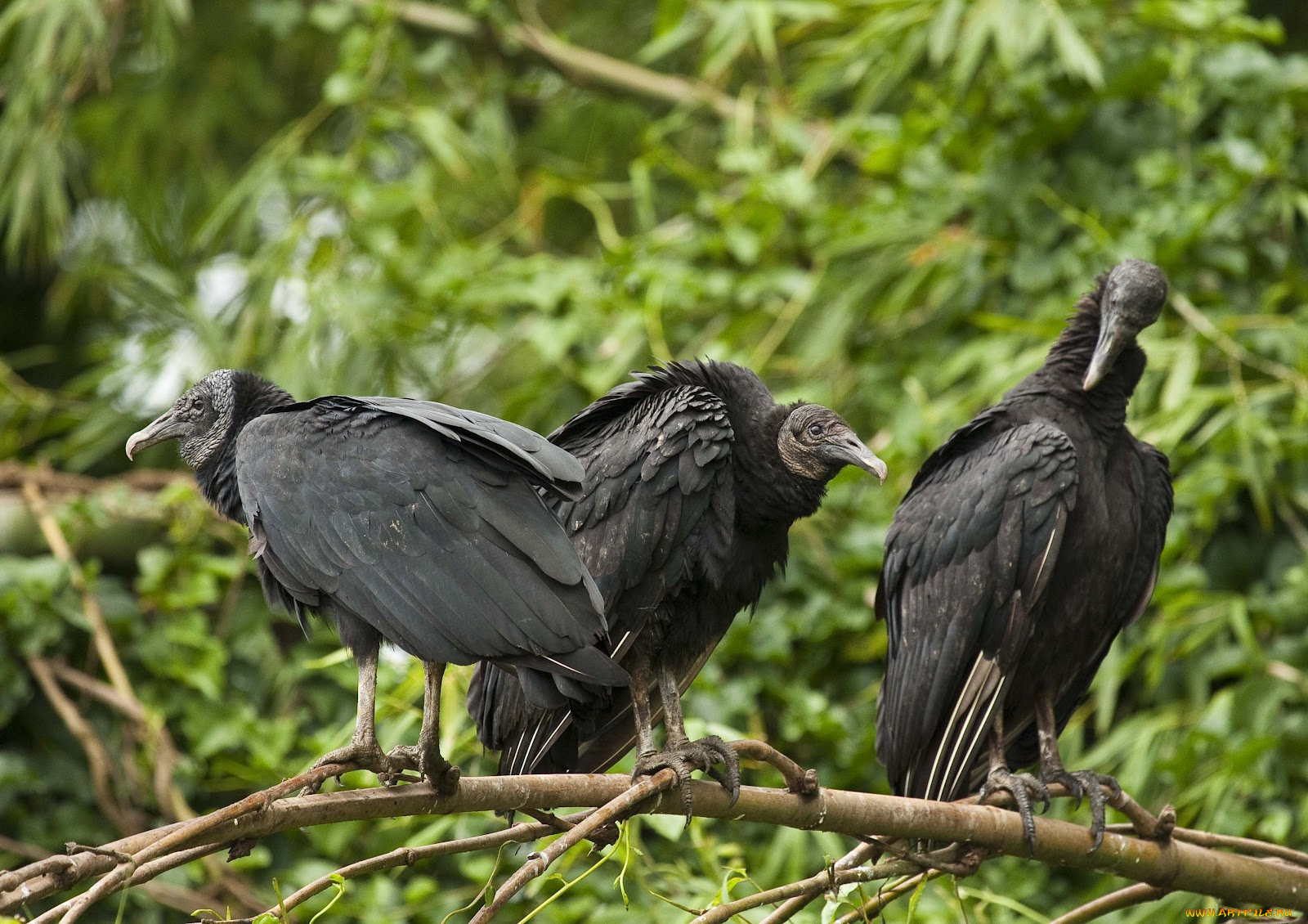 животные, птицы, хищники, грифы, ветка