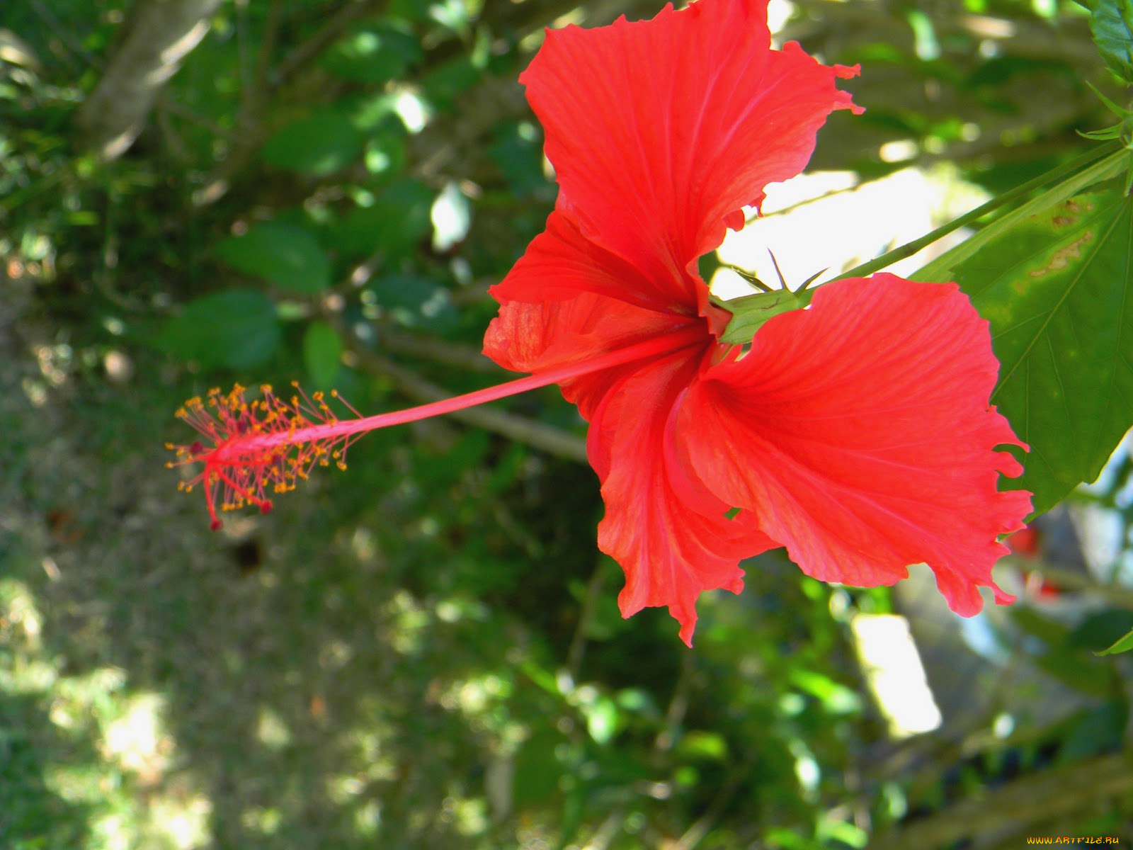 цветы, гибискусы, бутон