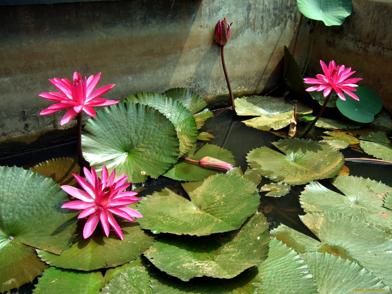 цветы, лилии, водяные, нимфеи, кувшинки