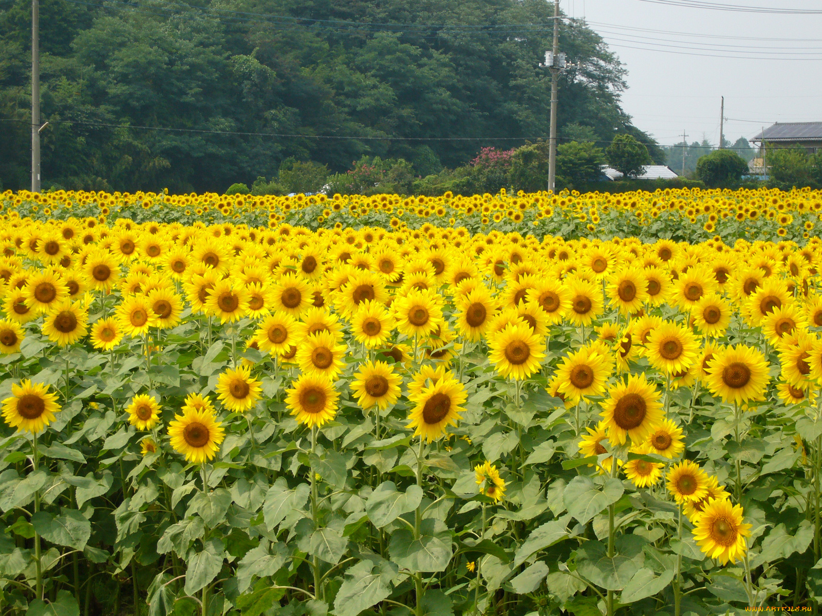 цветы, подсолнухи