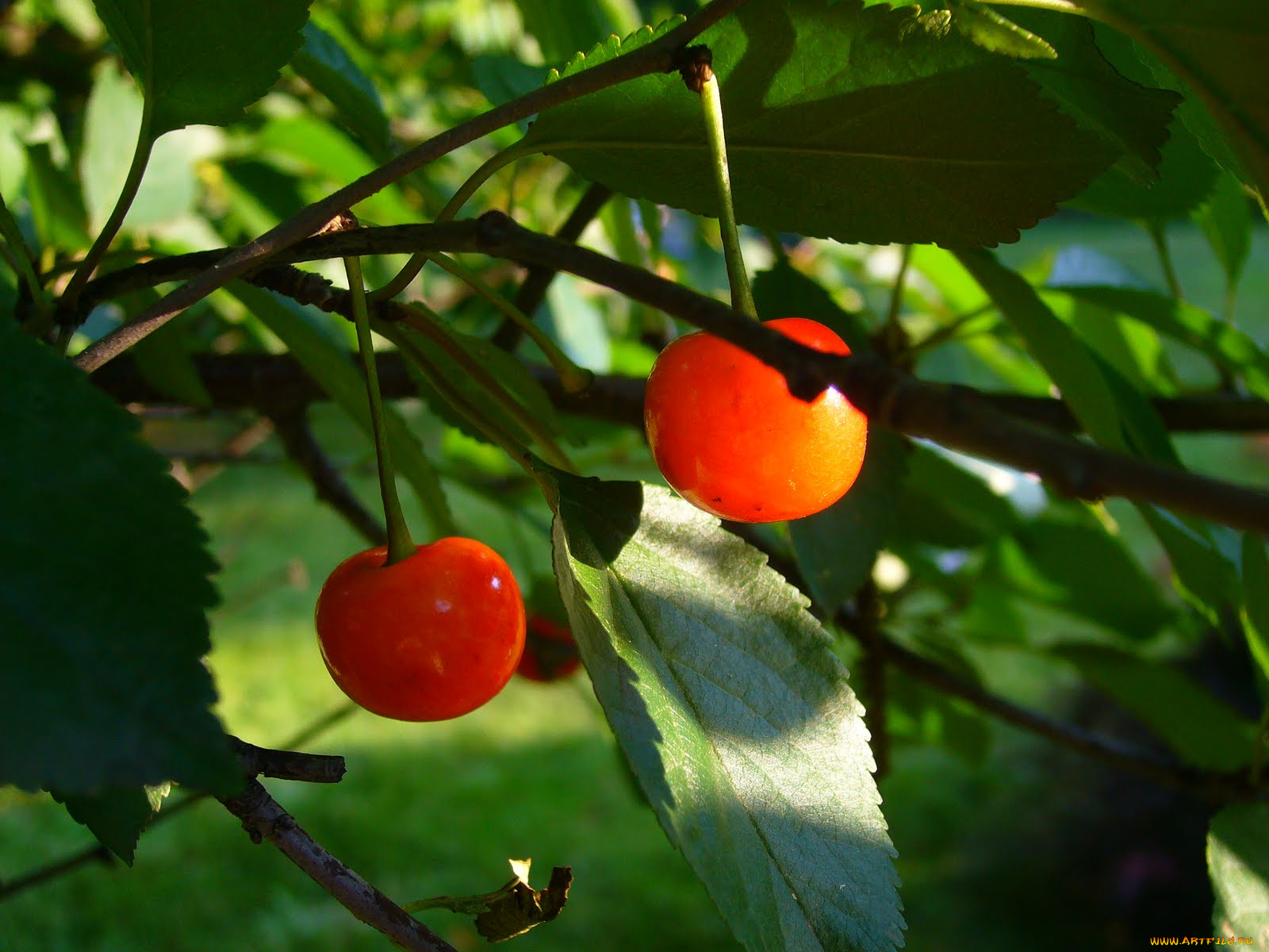 природа, Ягоды, вишня, ветка