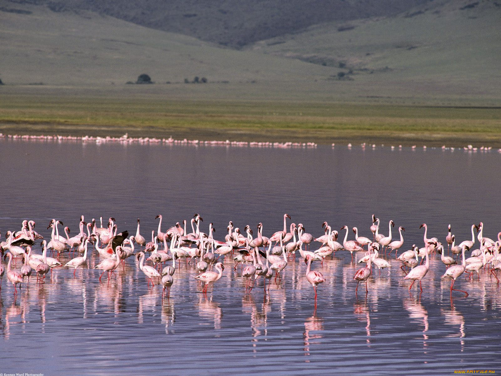 животные, фламинго, водоем