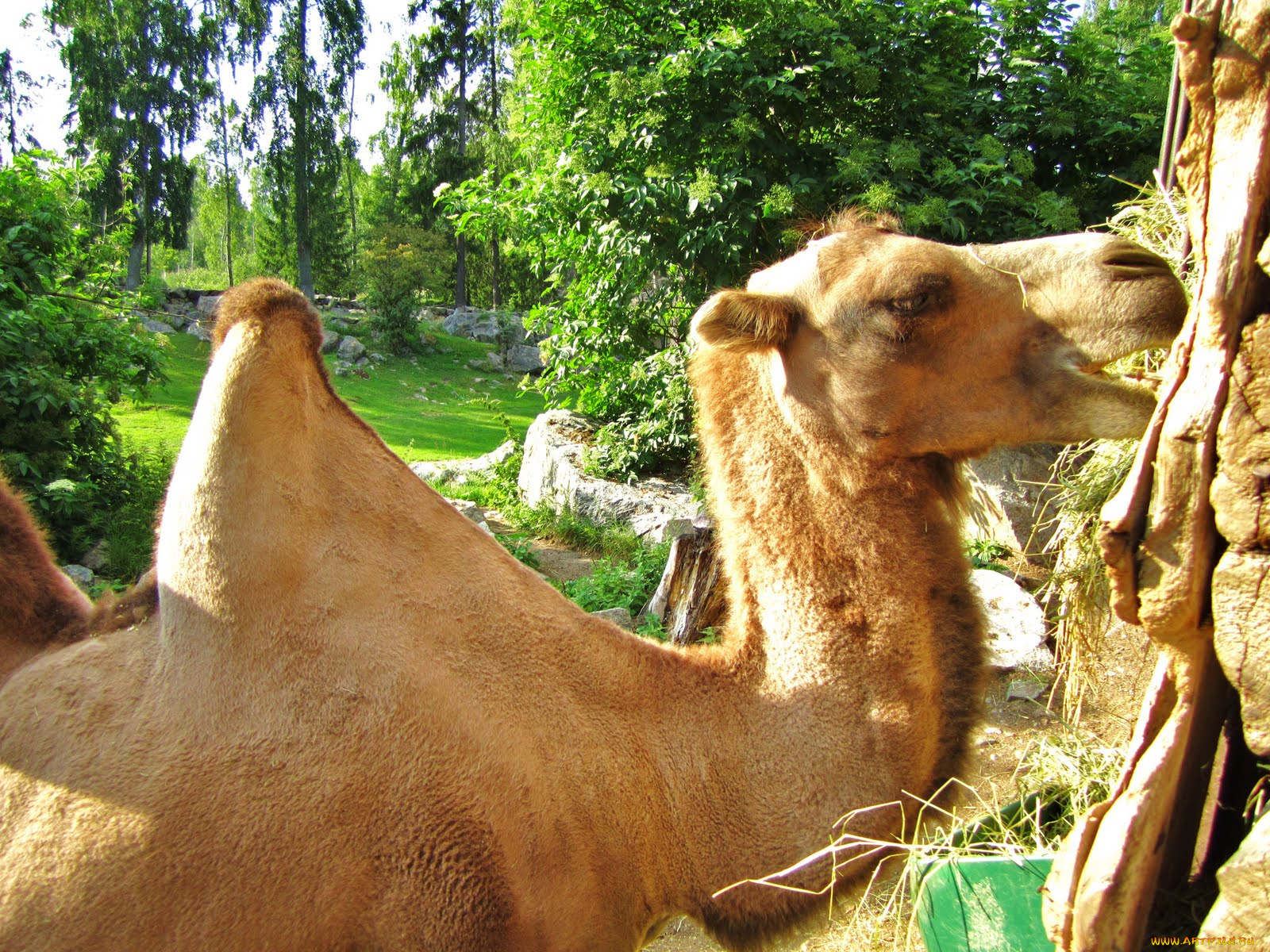 животные, верблюды, верблюд