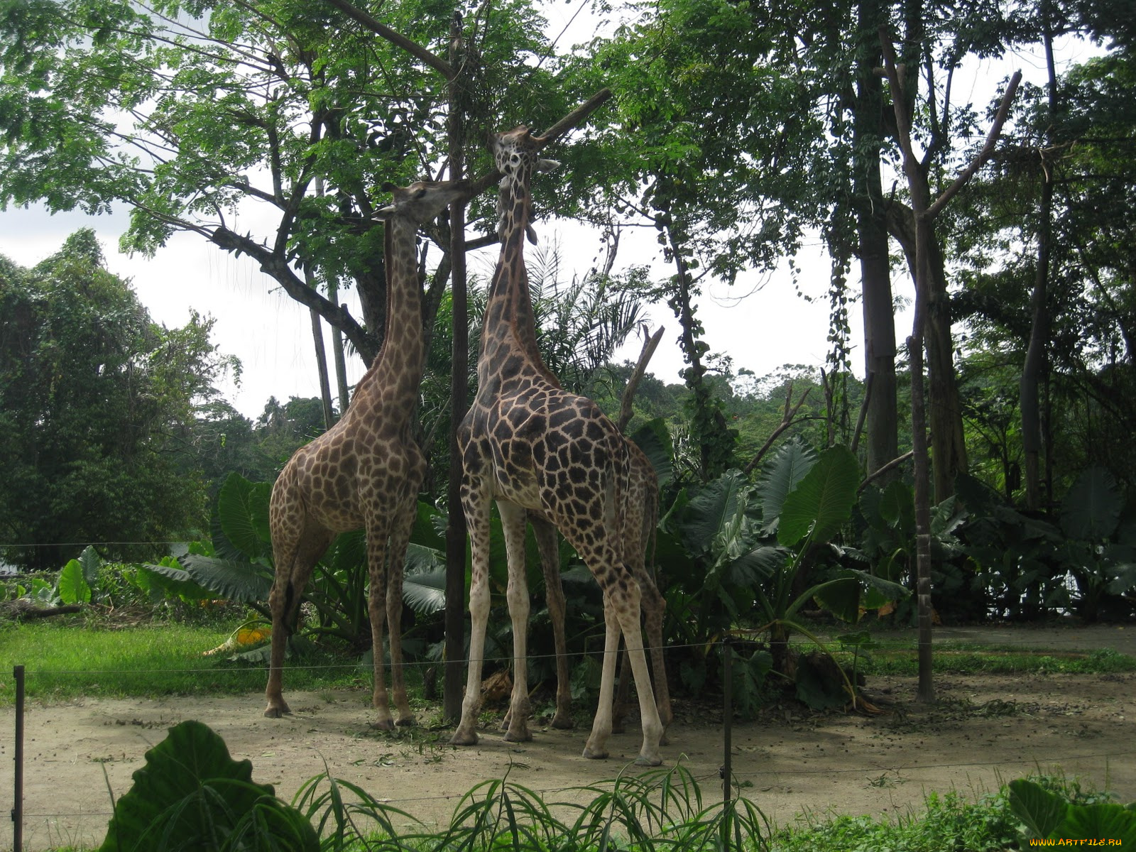 животные, жирафы