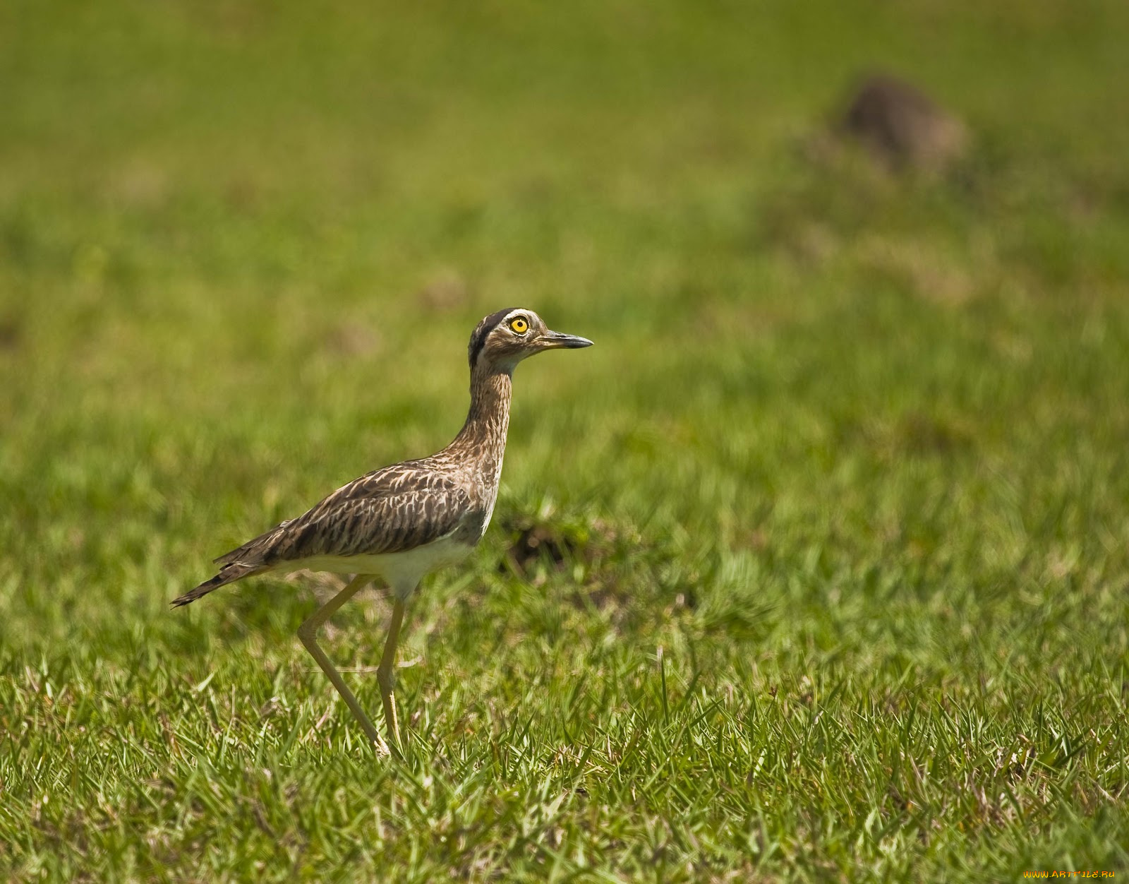 животные, птицы, птица