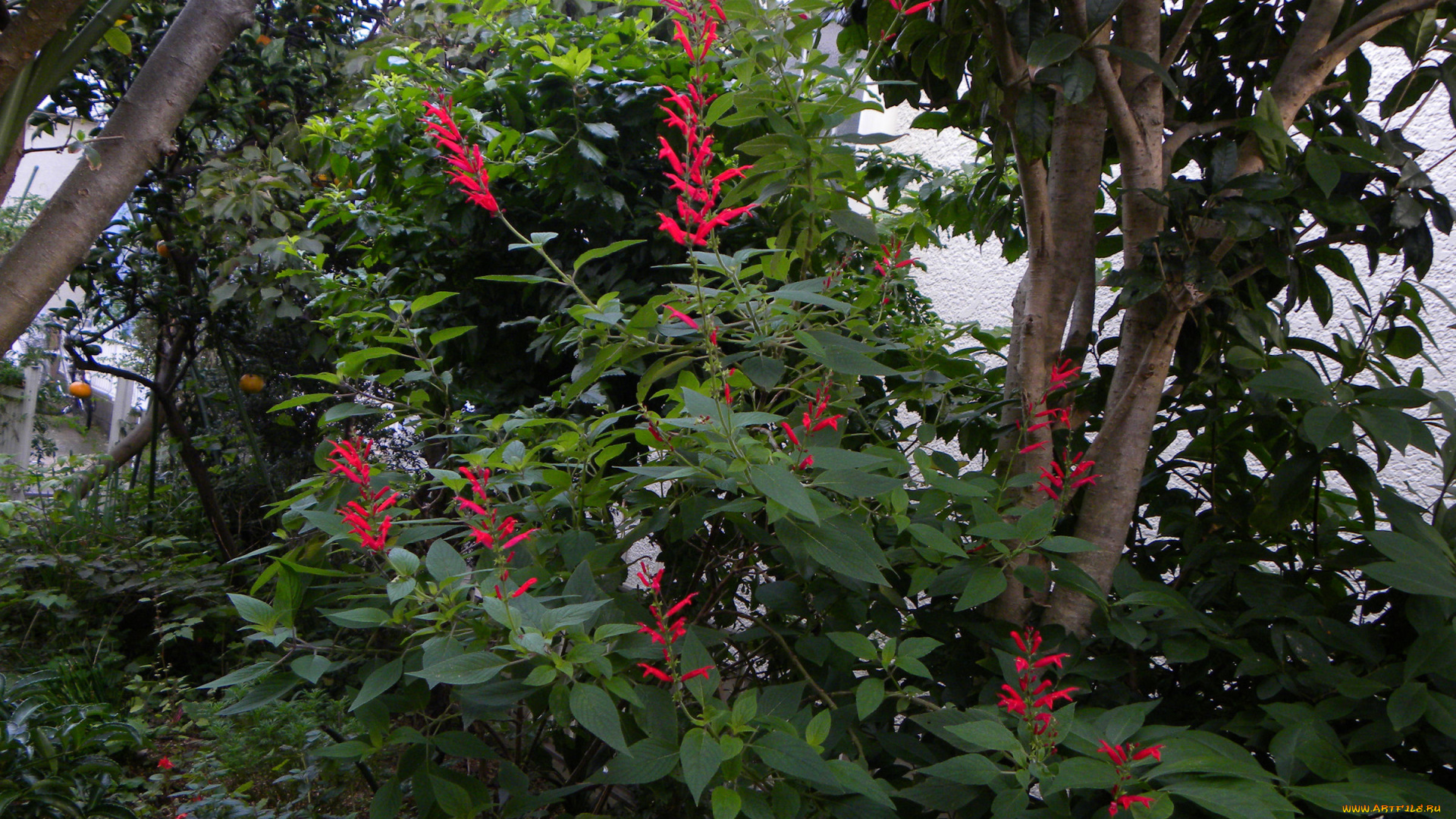 цветы, цветущие, деревья, кустарники, куст, листья