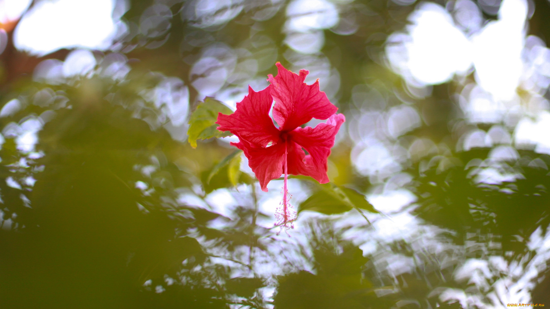 цветы, гибискусы, цветок