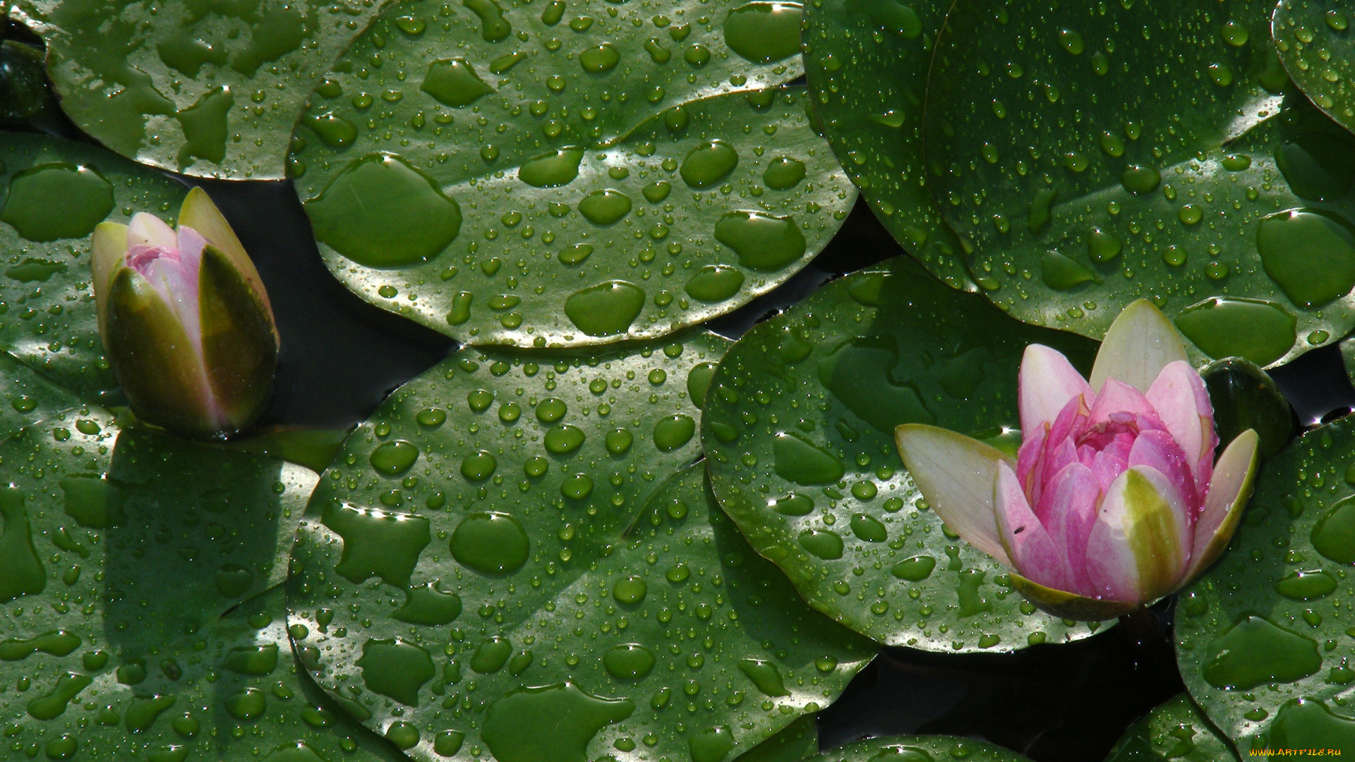 цветы, лилии, водяные, нимфеи, кувшинки, лотос