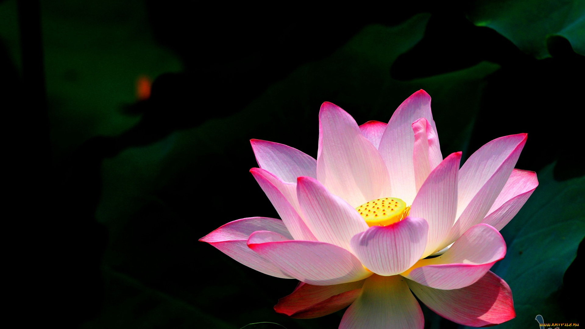 цветы, лотосы, лотос