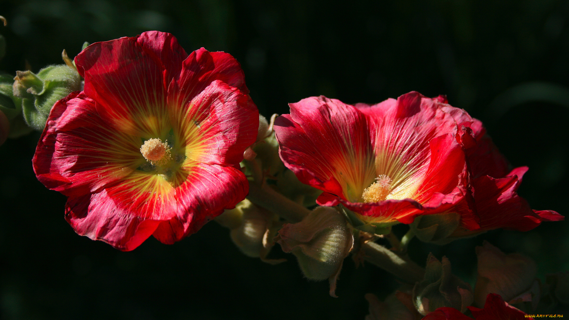цветы, мальвы, красные