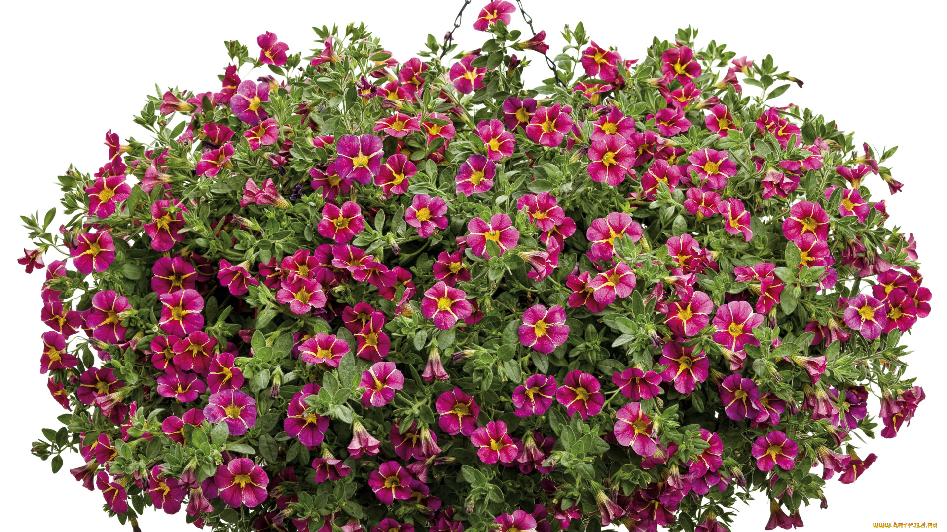 цветы, петунии, калибрахоа, calibrachoa