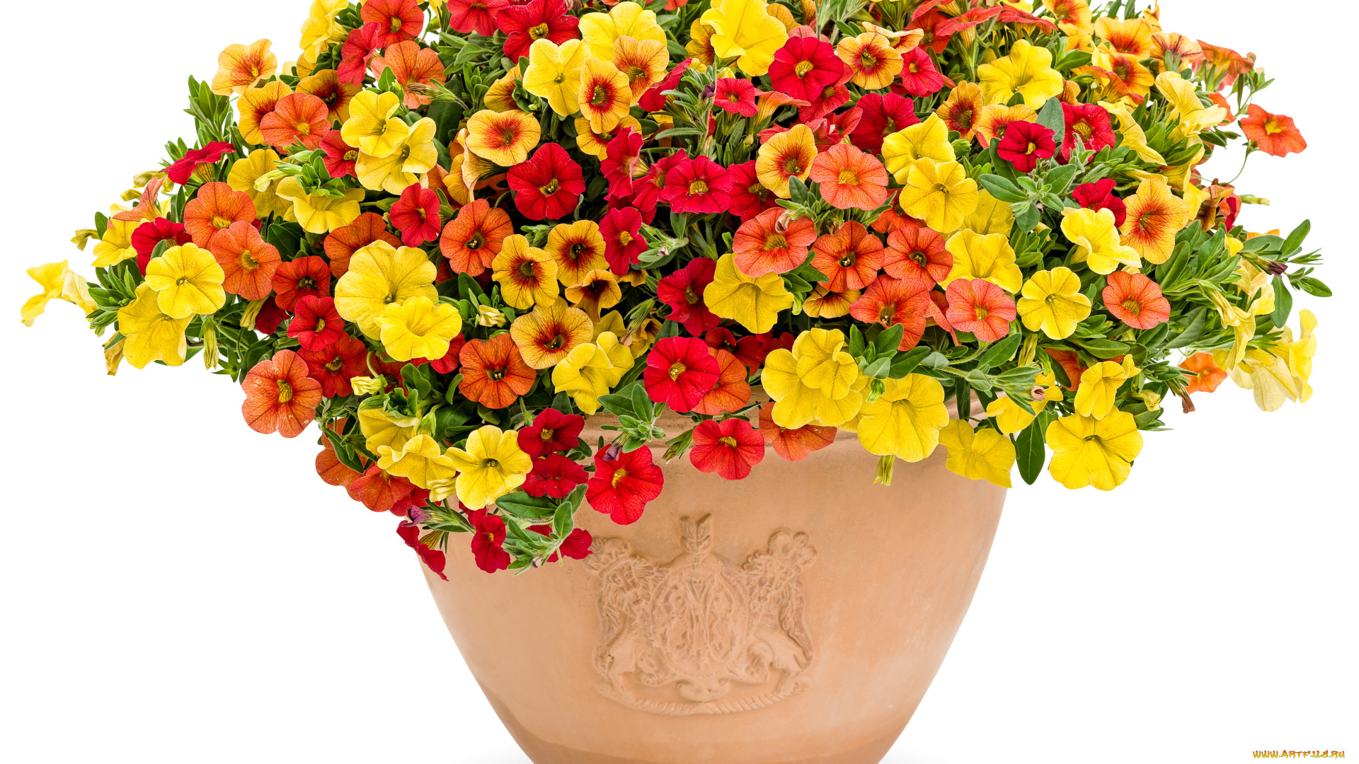 цветы, петунии, калибрахоа, calibrachoa, вазон