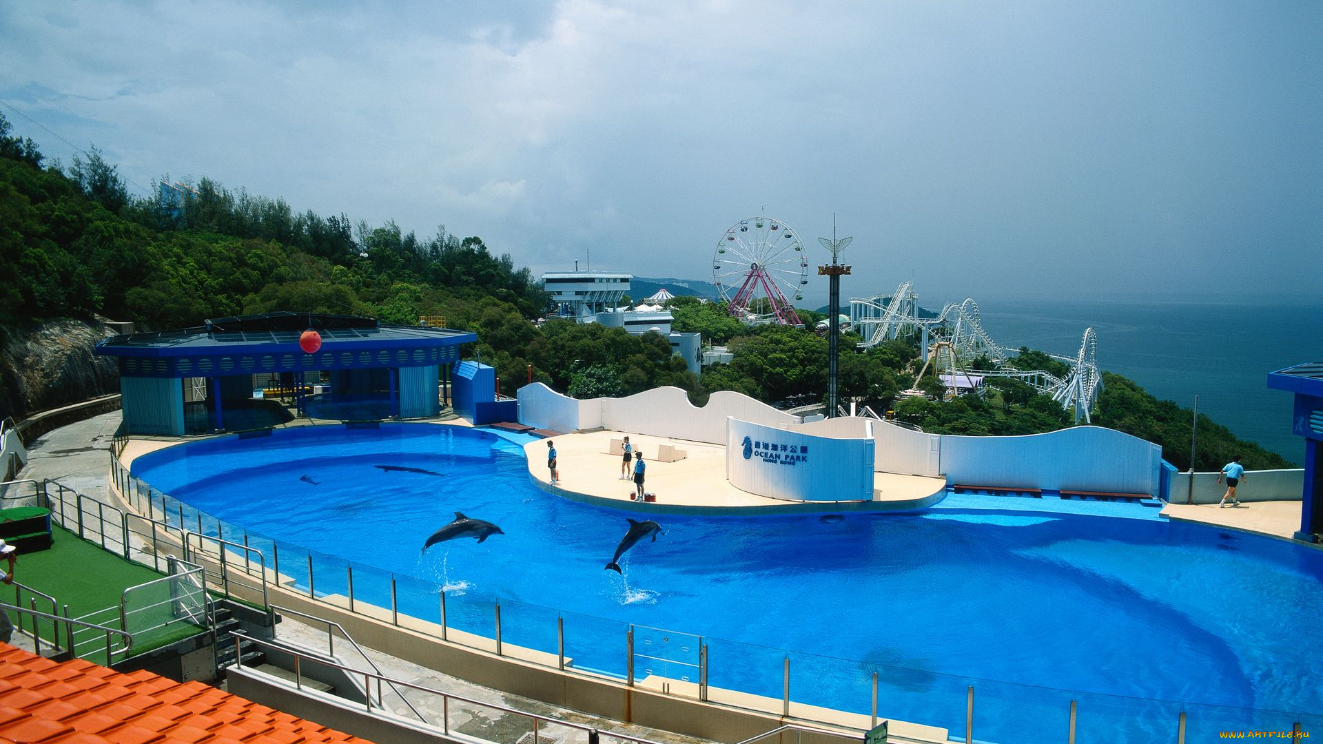 интерьер, бассейны, открытые, площадки, дельфинарий