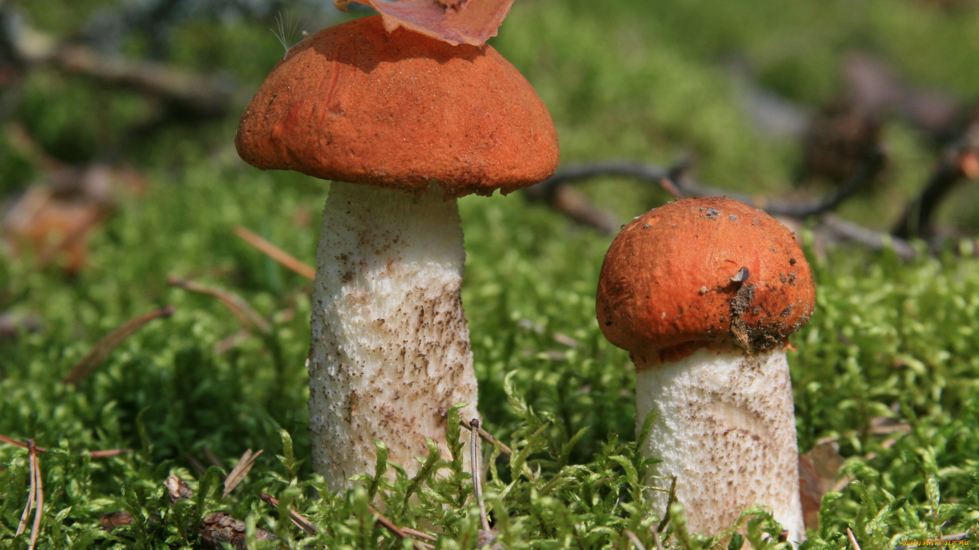 природа, грибы, лес, гриб, подосиновики, растения