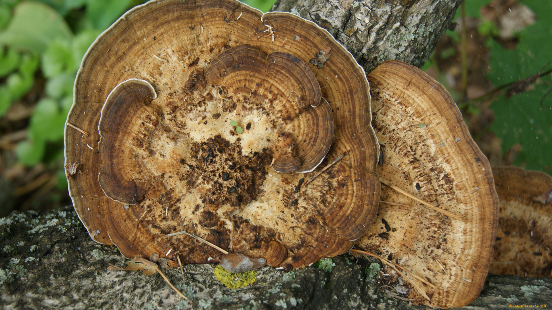 природа, грибы, зеленый, фон, ствол, древесный, гриб