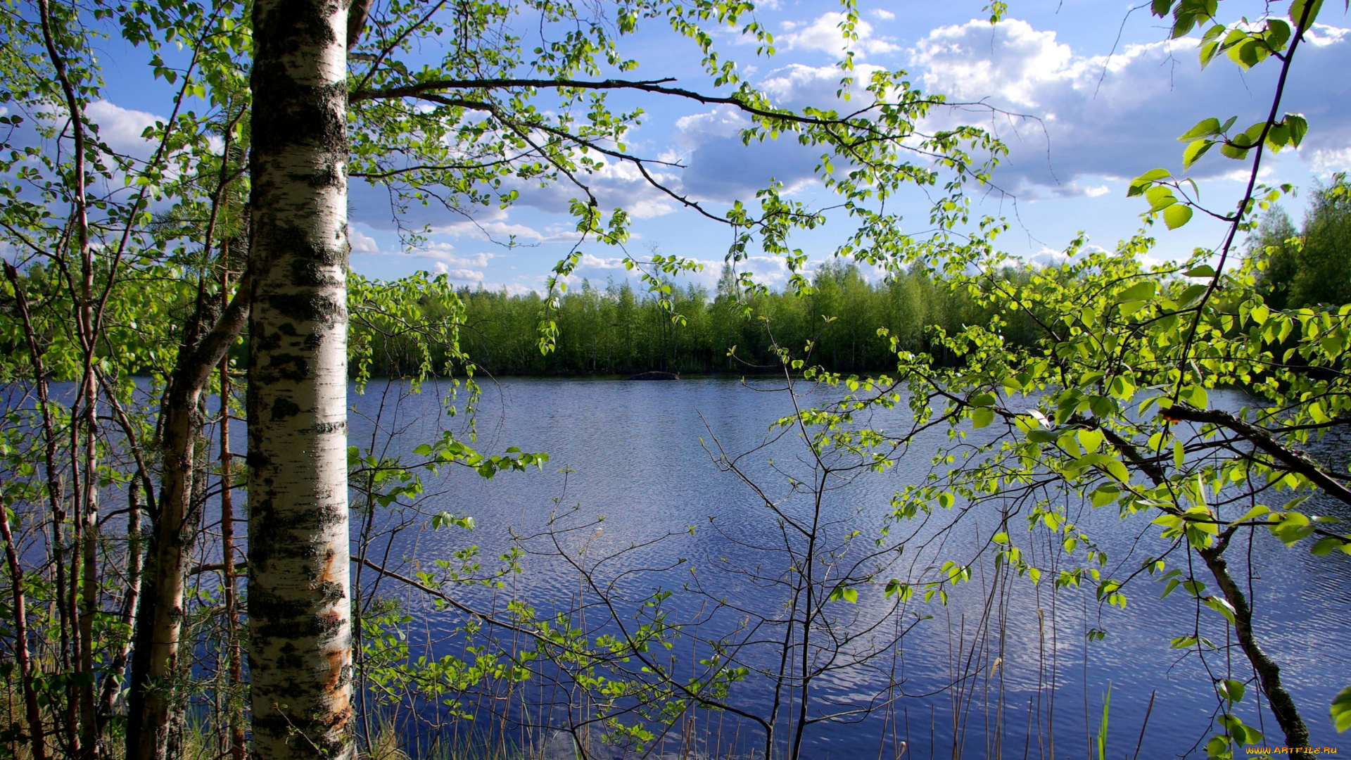 природа, реки, озера, березы, вода, синева