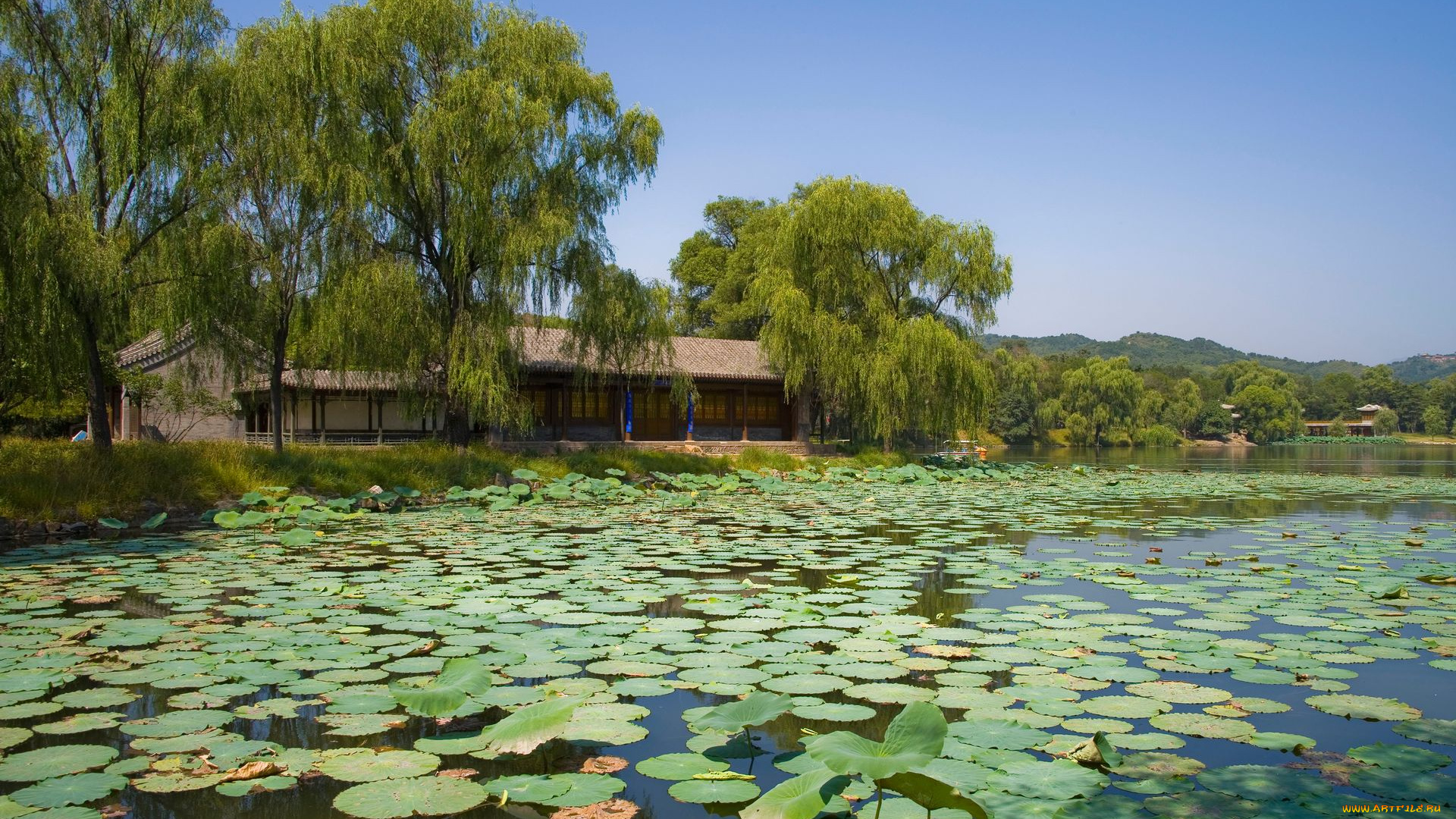 природа, реки, озера, озеро, листья, лотос