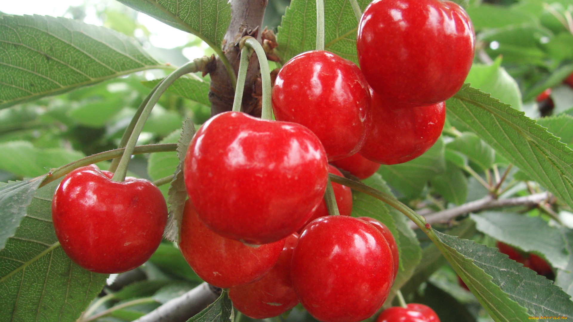 природа, Ягоды, ветка, вишня