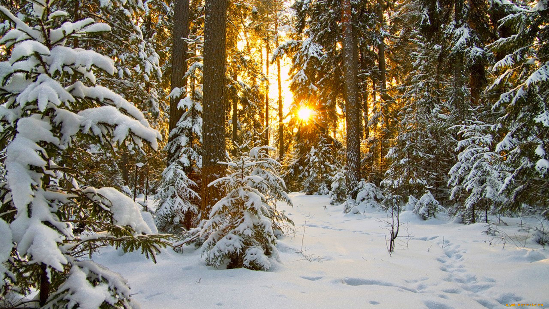 природа, зима, лес, снег, солнце