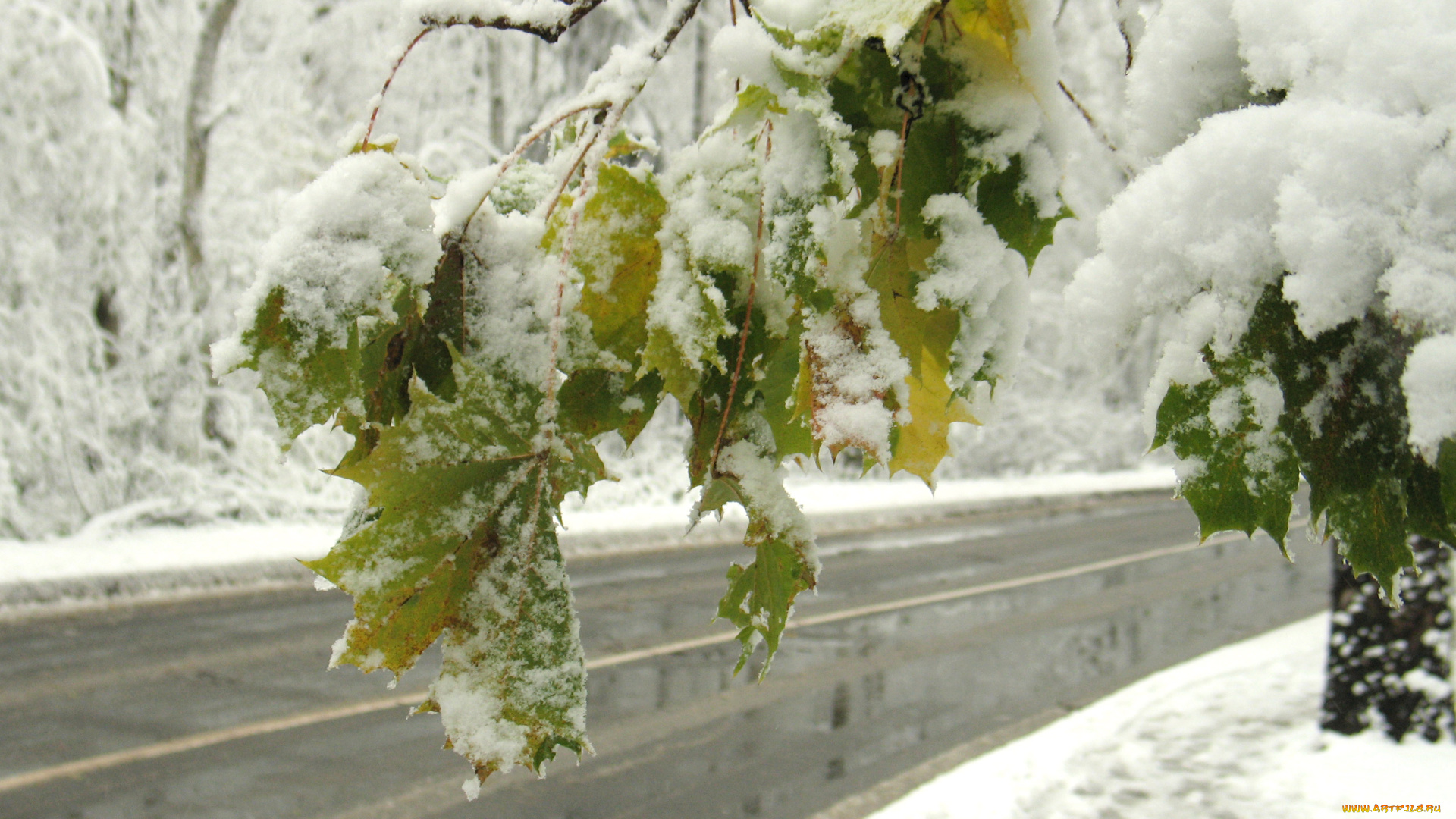 заснеженный, клен, природа, зима, дорога, снег, листья