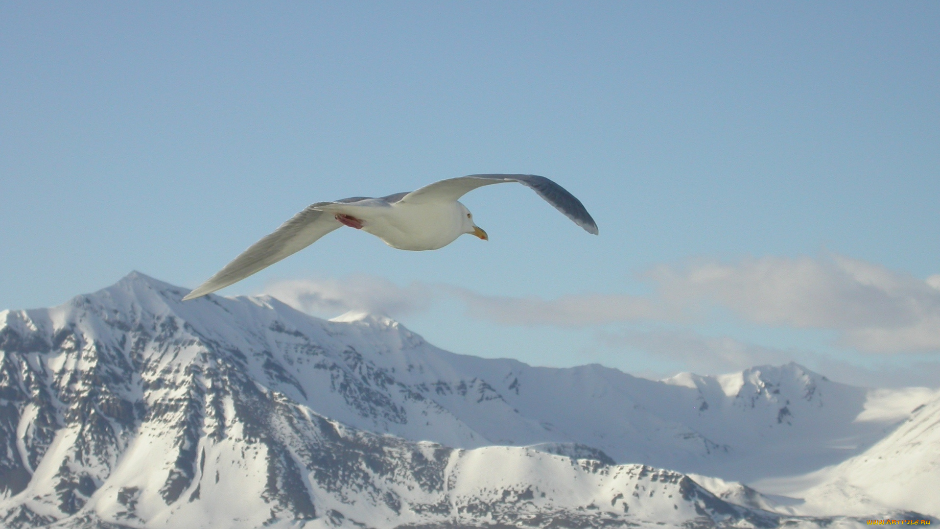 животные, Чайки, бакланы, крачки, чайка