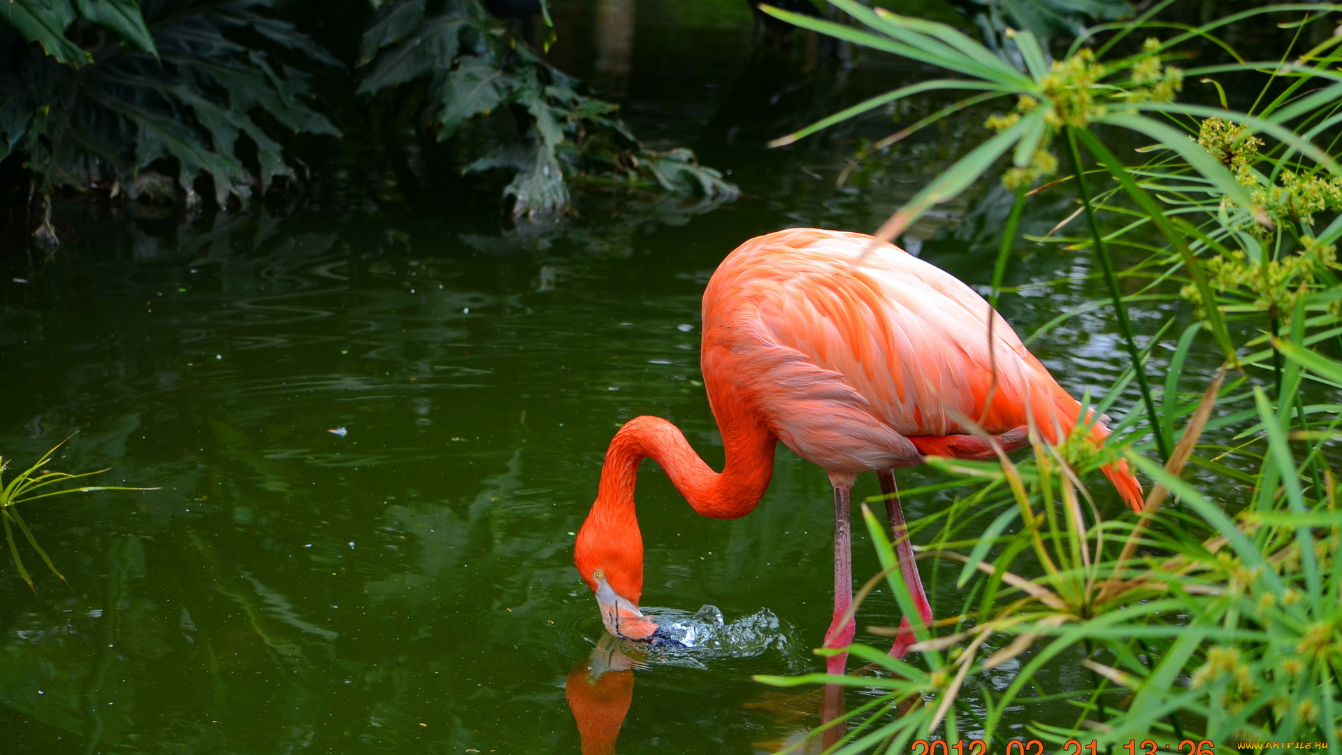 животные, фламинго