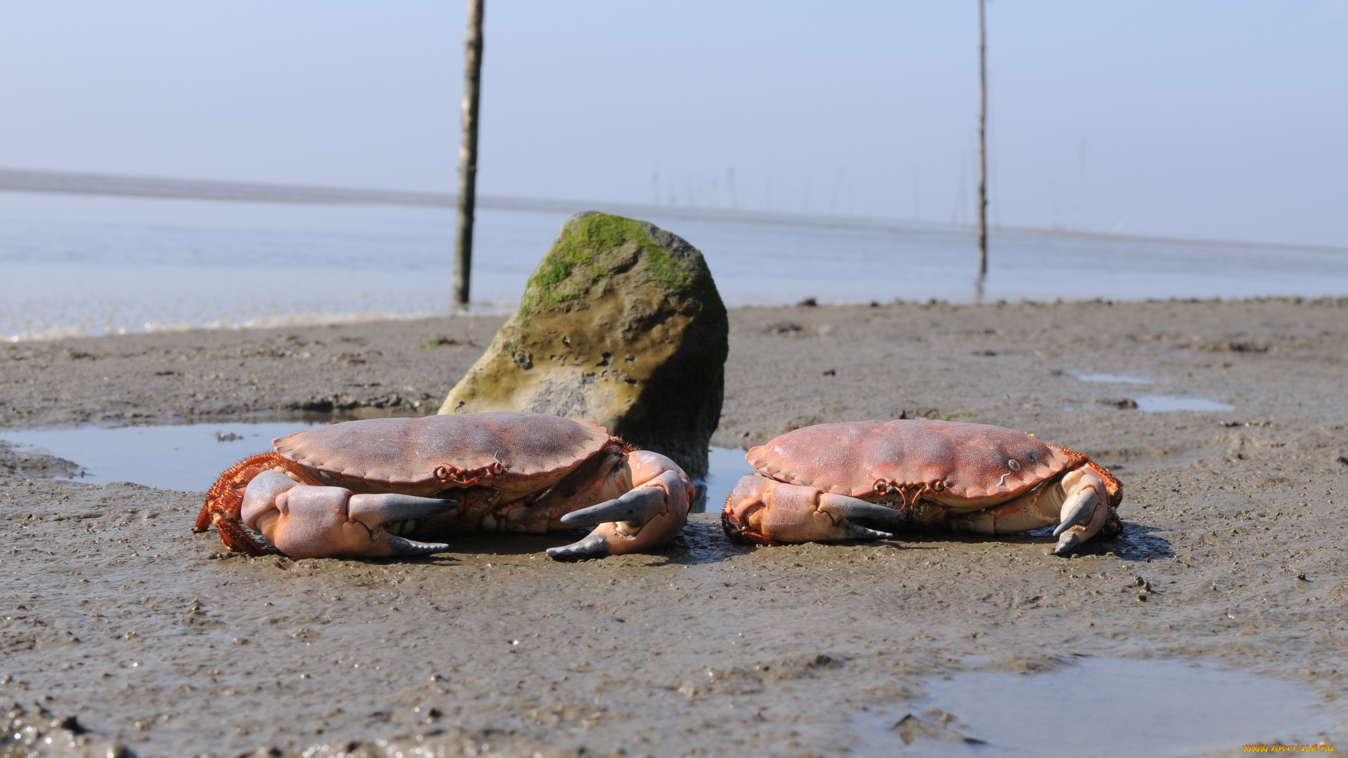 животные, крабы, раки