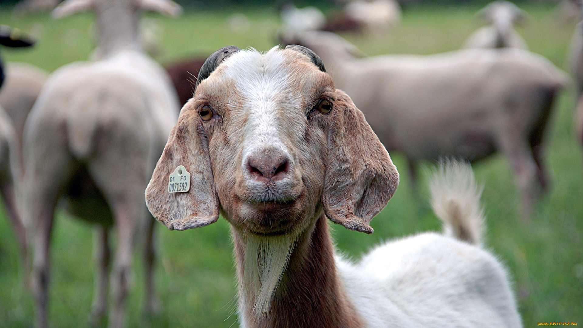 животные, овцы, бараны, природа, лето