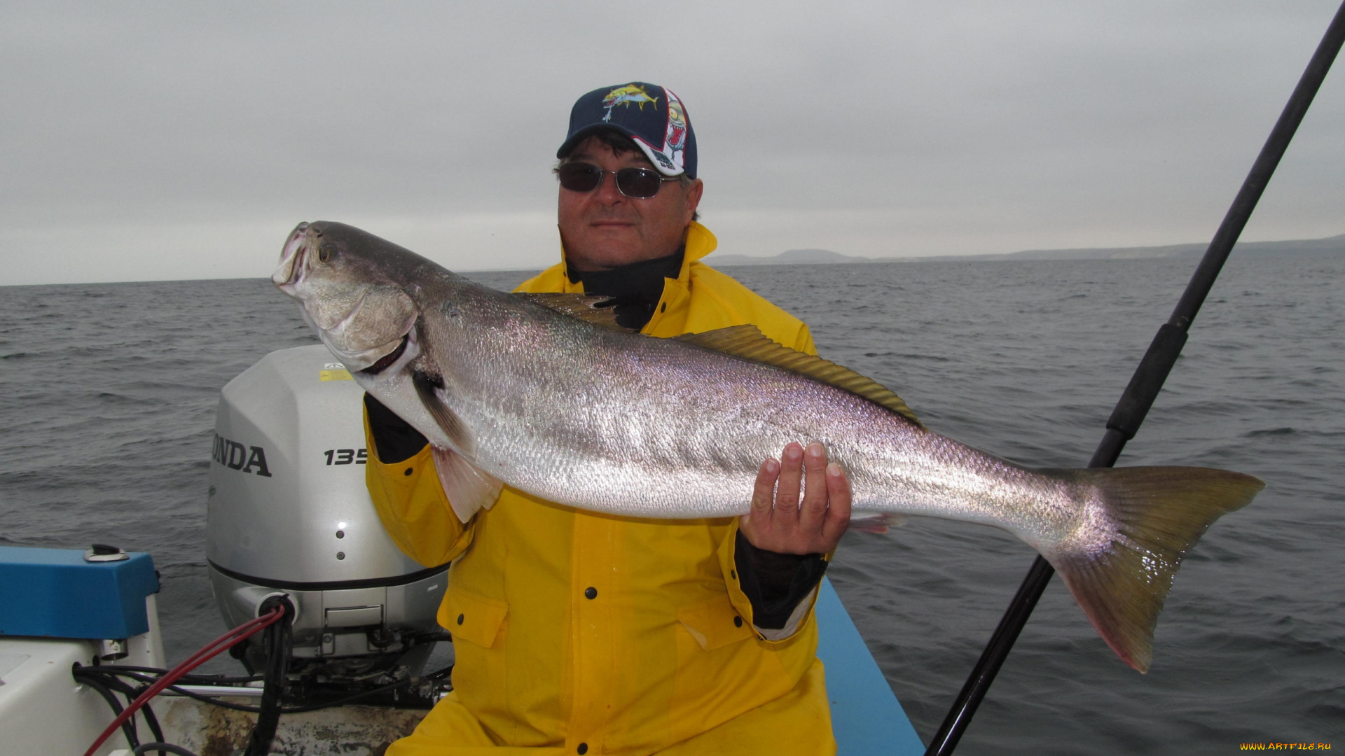 животные, рыбы, рыба