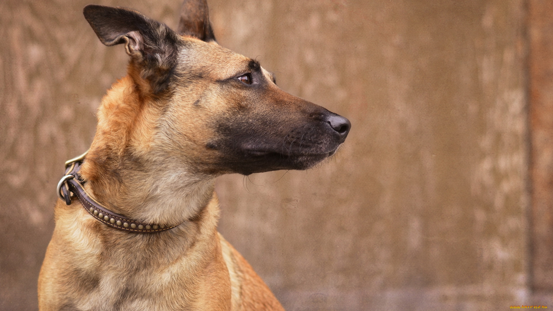 животные, собаки, друг, взгляд, собака