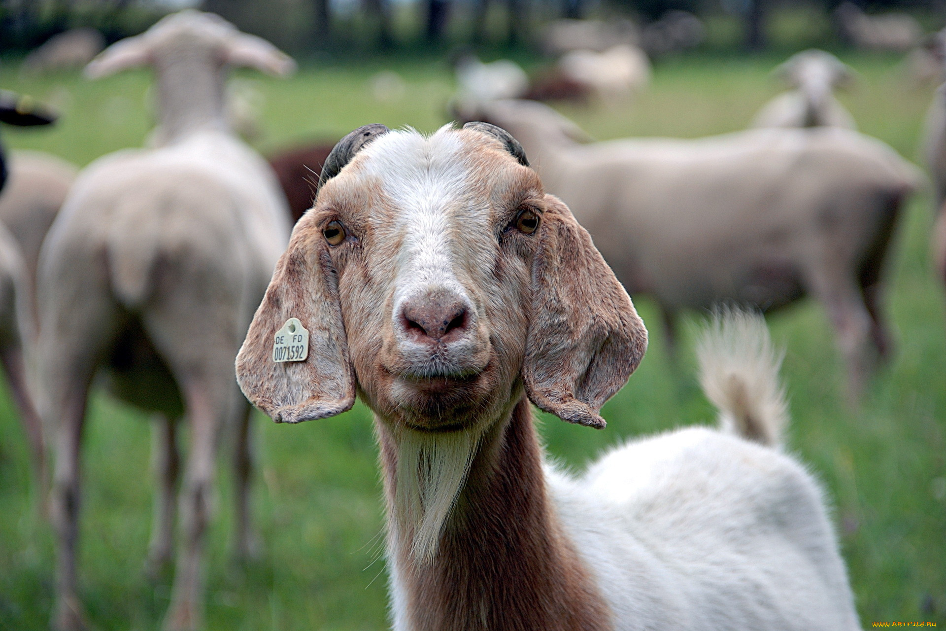 животные, овцы, бараны, природа, лето