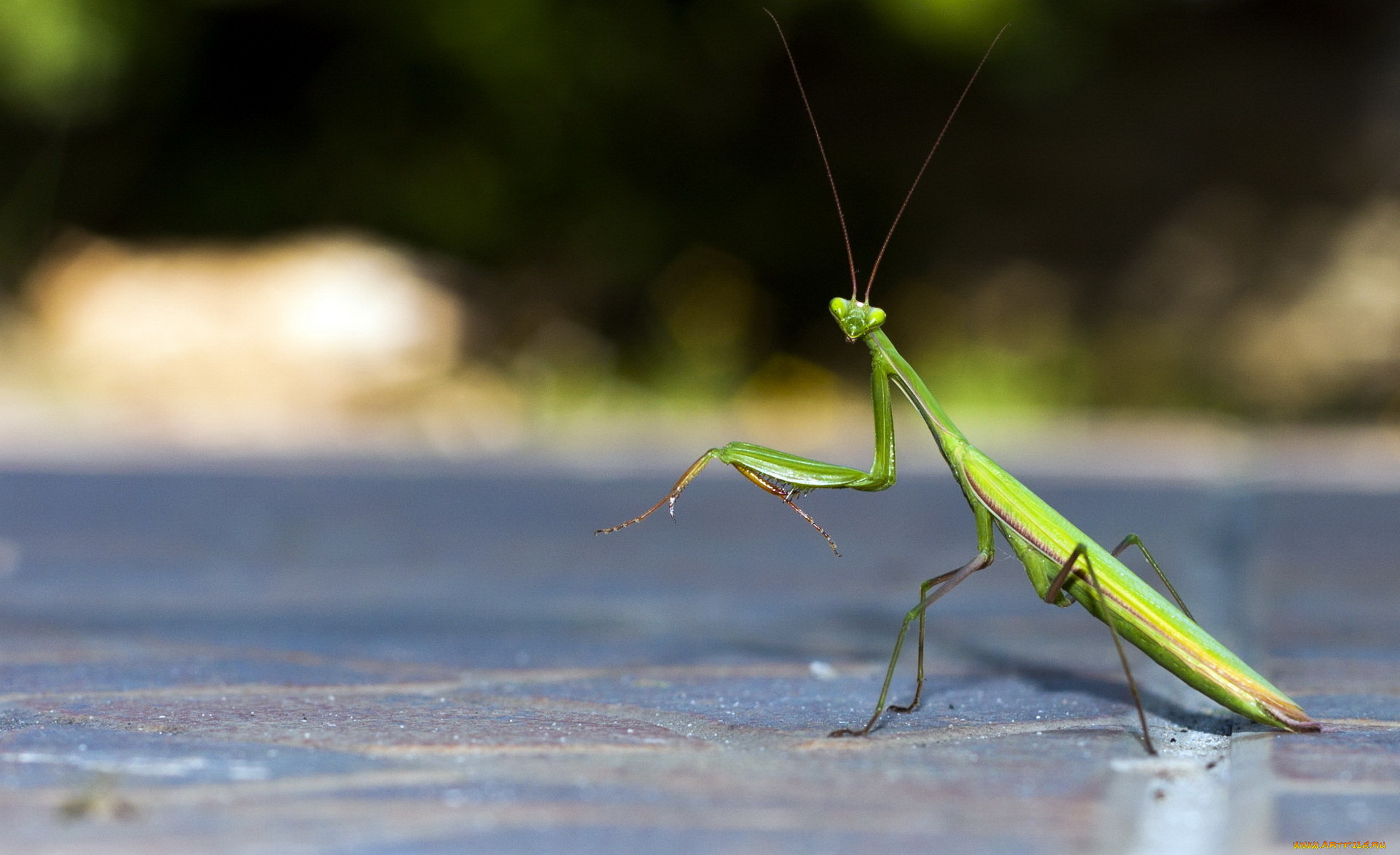 животные, богомолы, усики, лапки, зеленый, богомол, насекомое