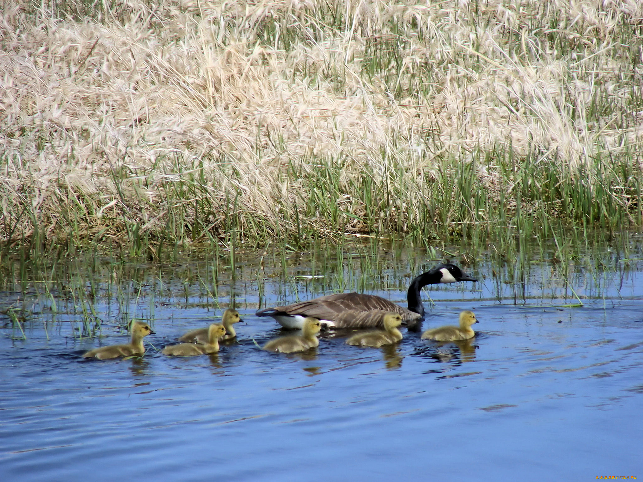 животные, гуси