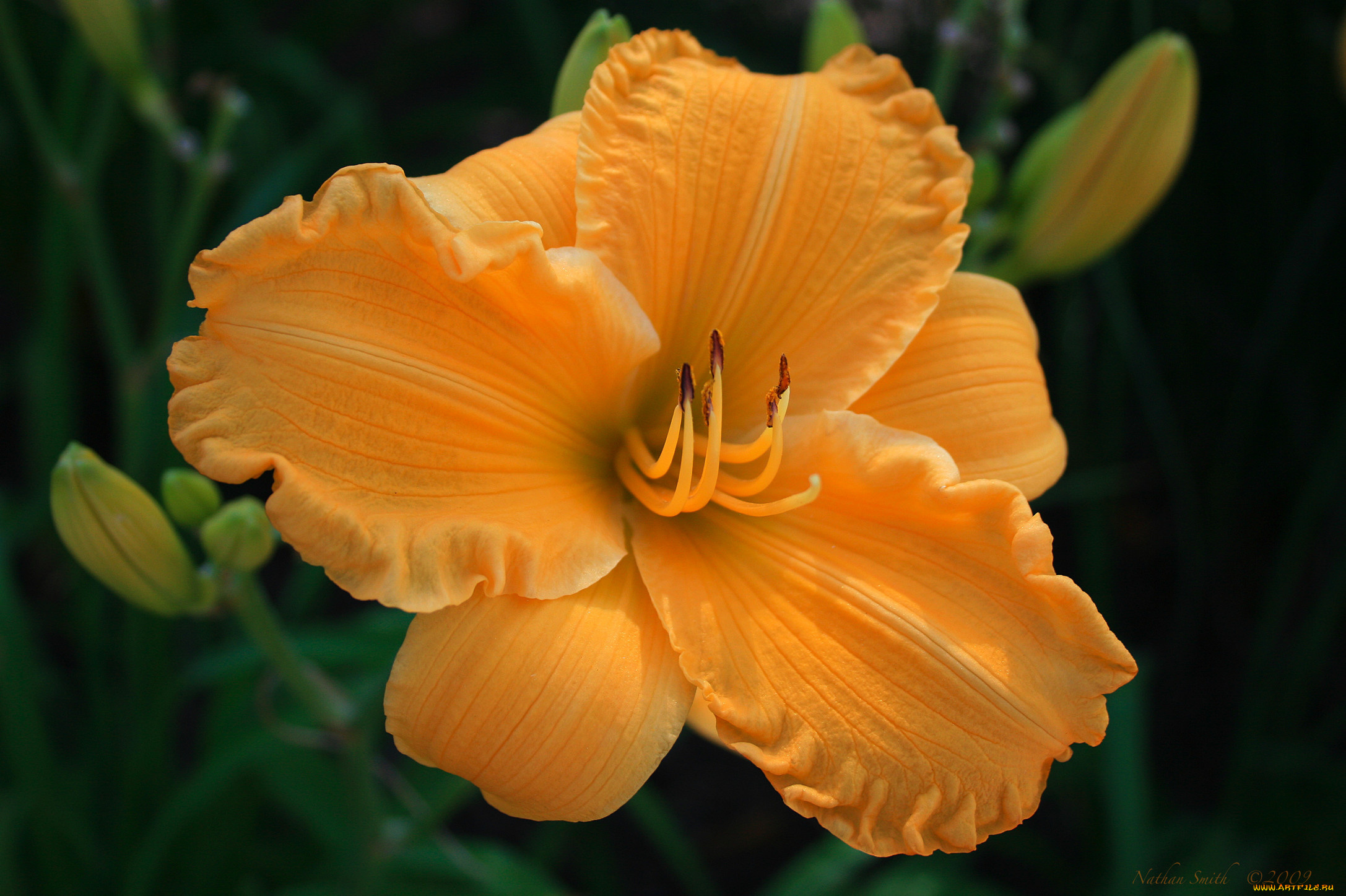 цветы, лилии, лилейники, лилия, бутон