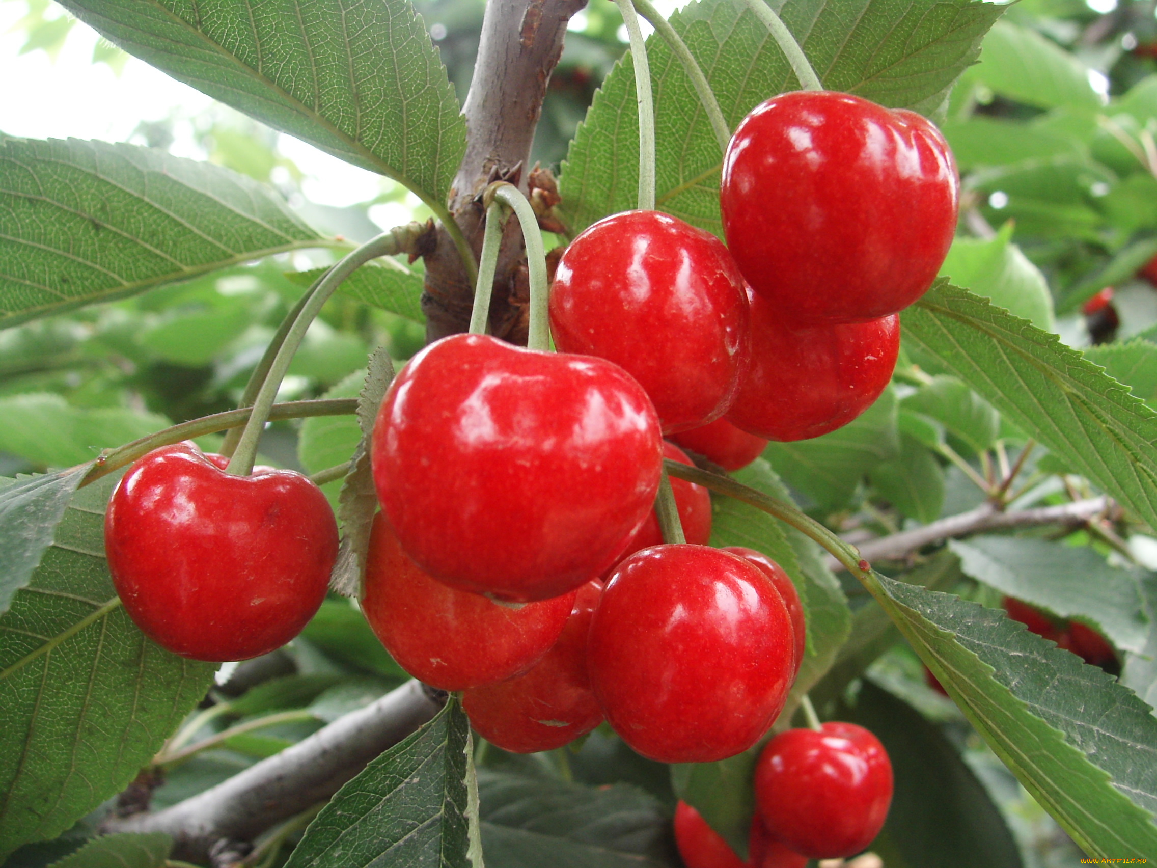 природа, Ягоды, ветка, вишня